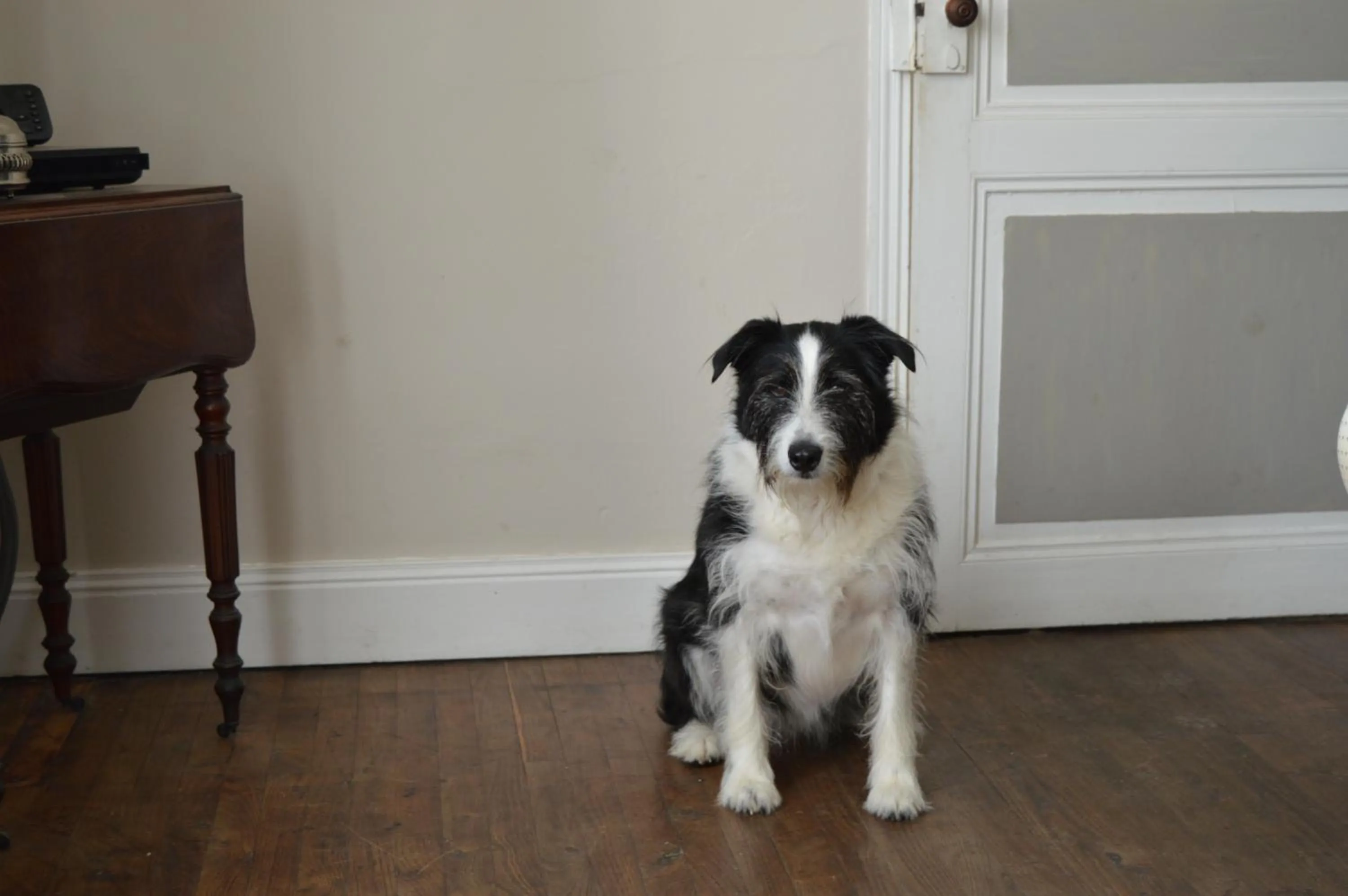 Pets in La Vieille Distillerie
