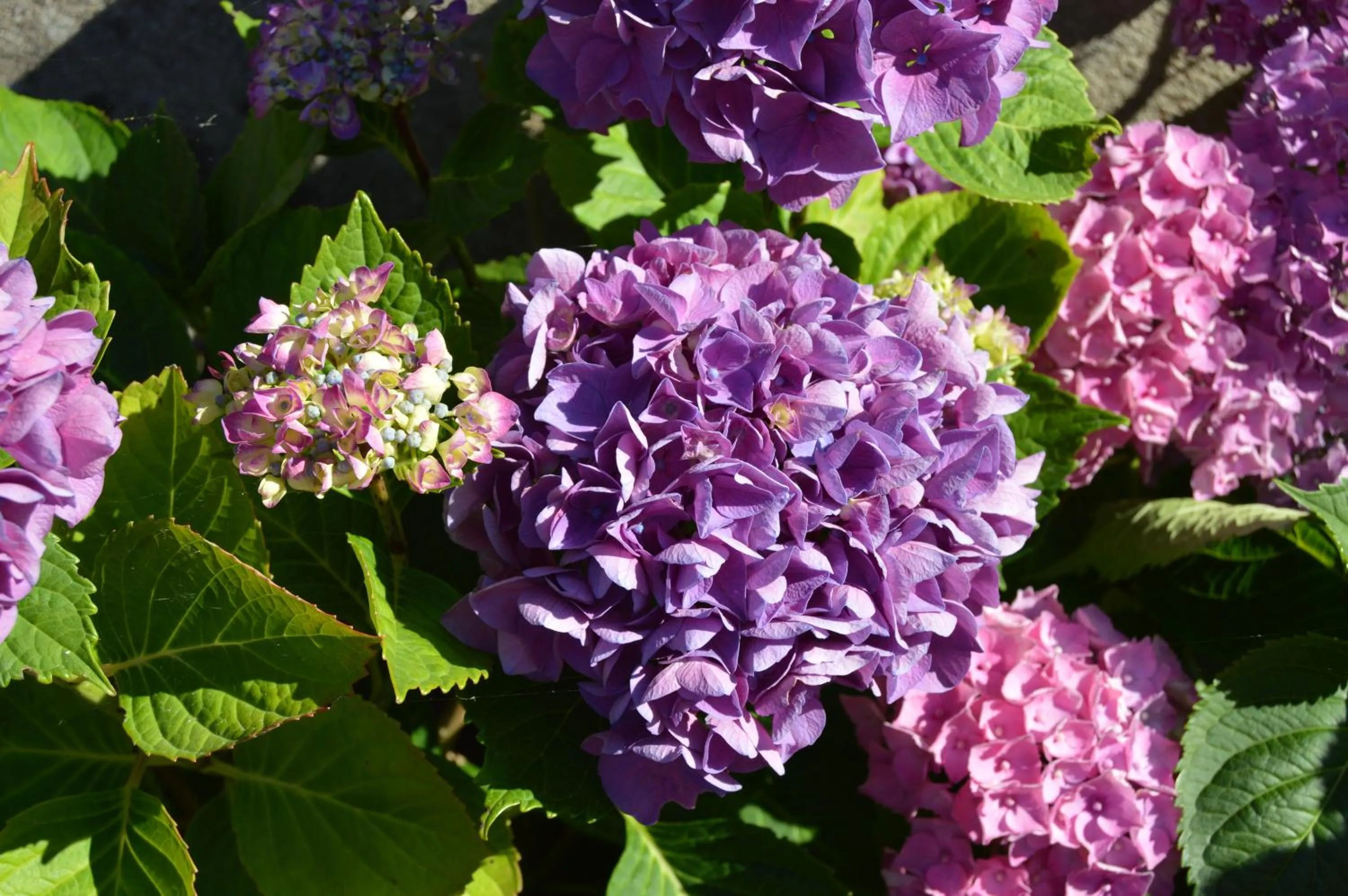 Garden in La Vieille Distillerie