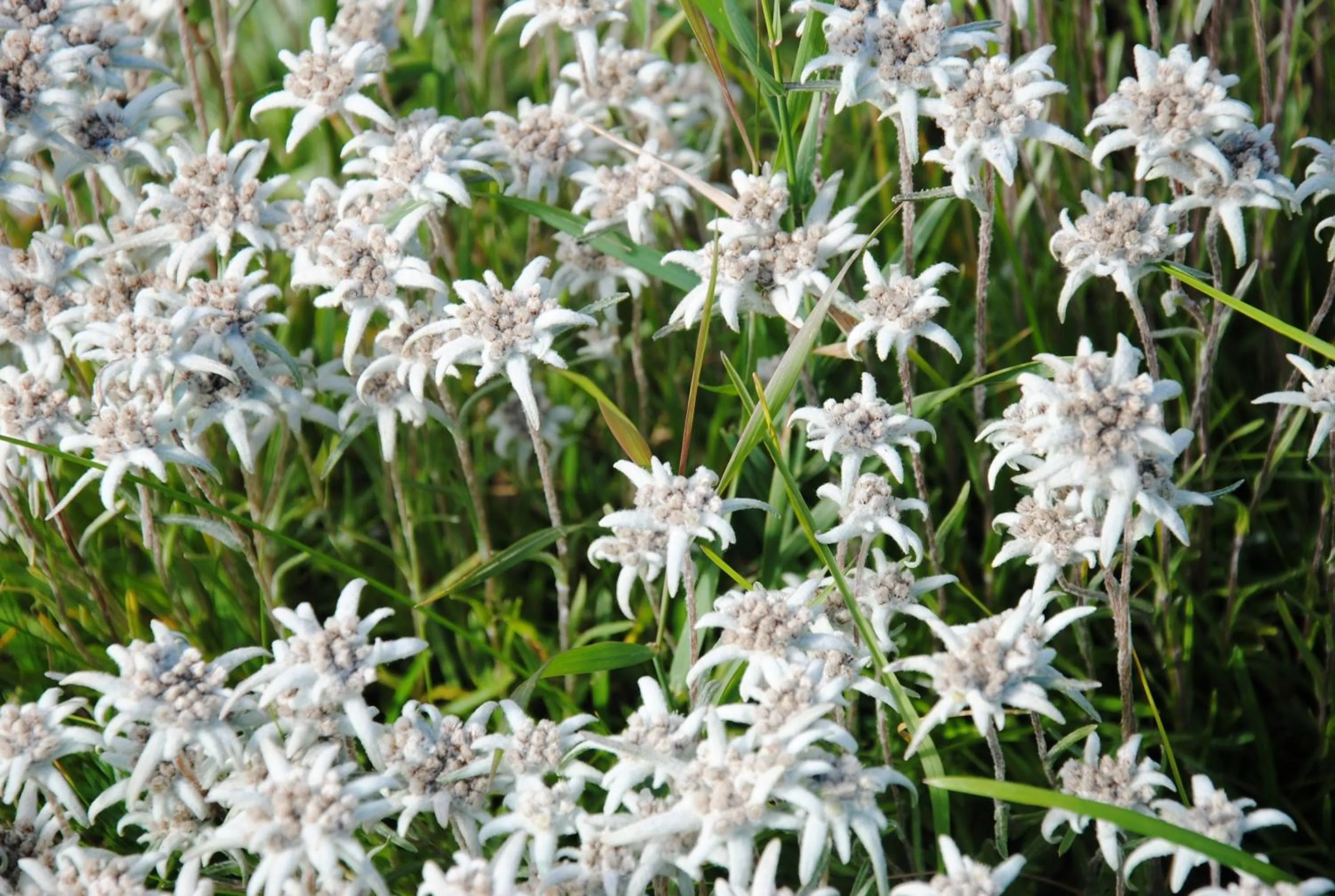 Other in Dolasilla Park Hotel