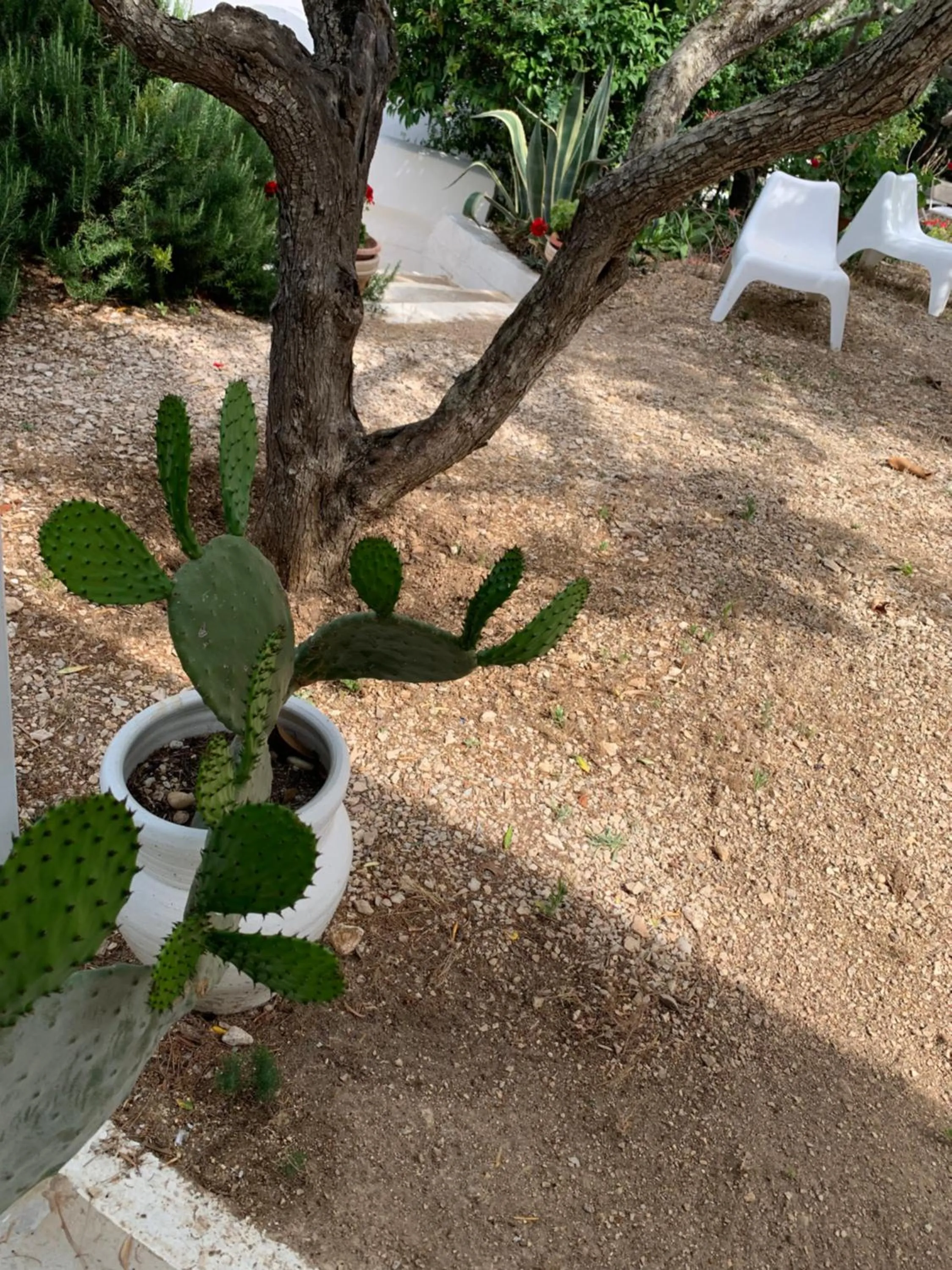 Garden in Residence Guidaloca