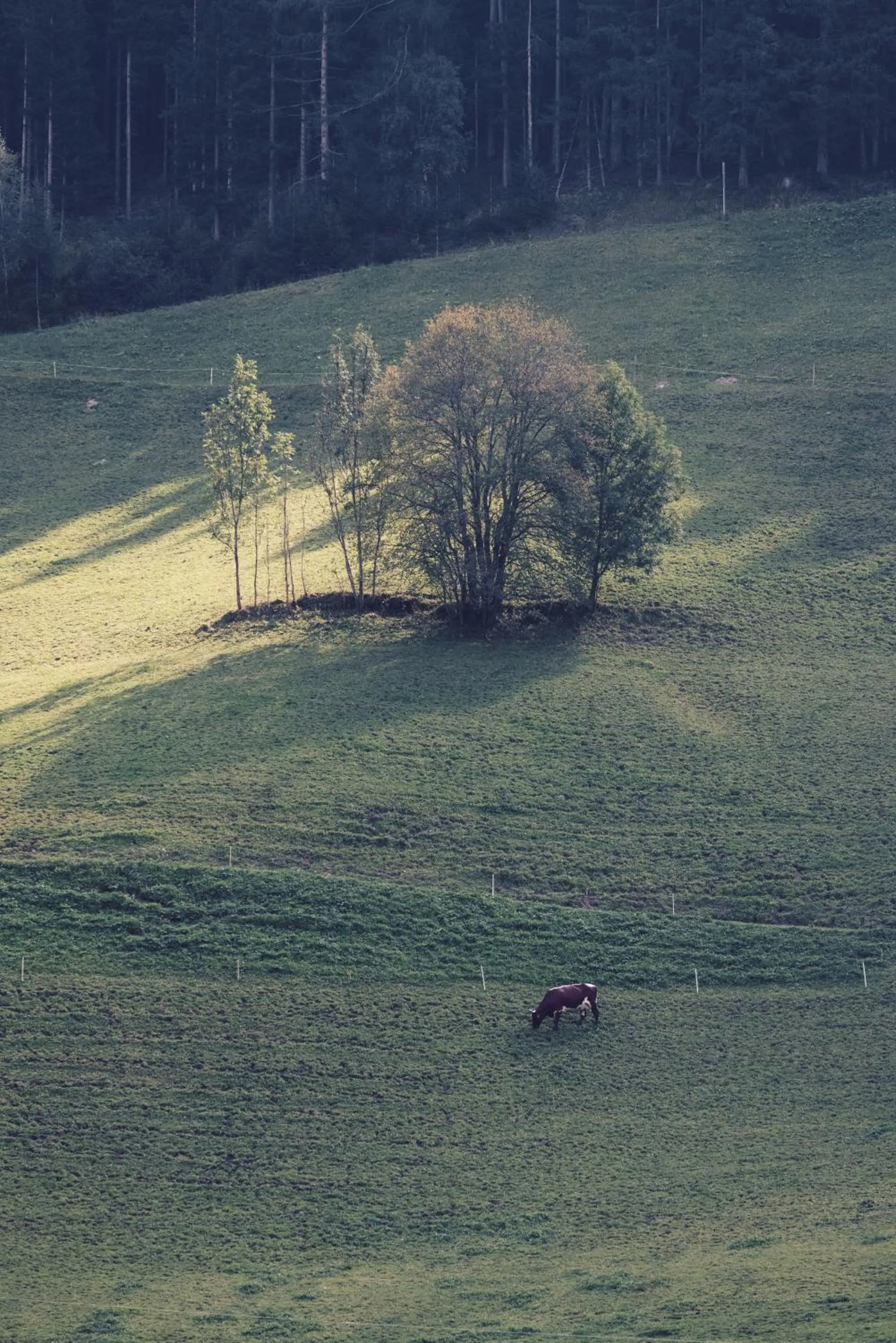 Natural landscape in Wellness Refugium & Resort Hotel Alpin Royal - Small Luxury Hotels of the World