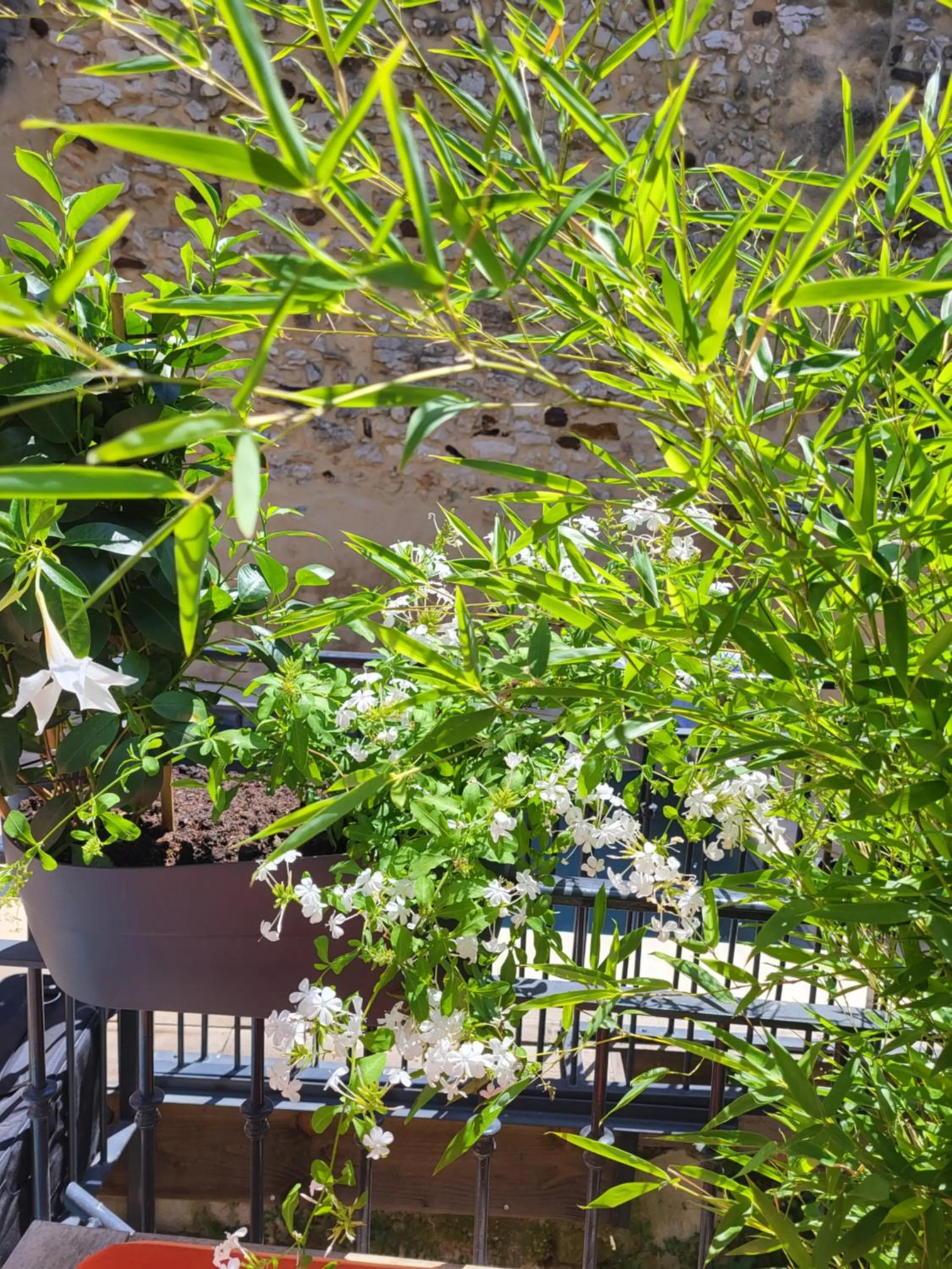Garden in La PULCINELLA Maison de Famille