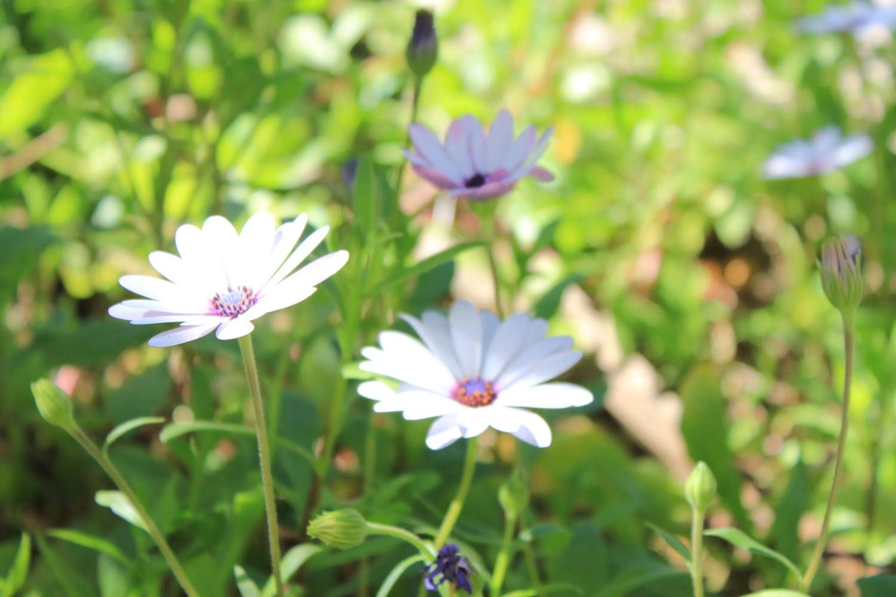 Garden in Albergo Il Giardino