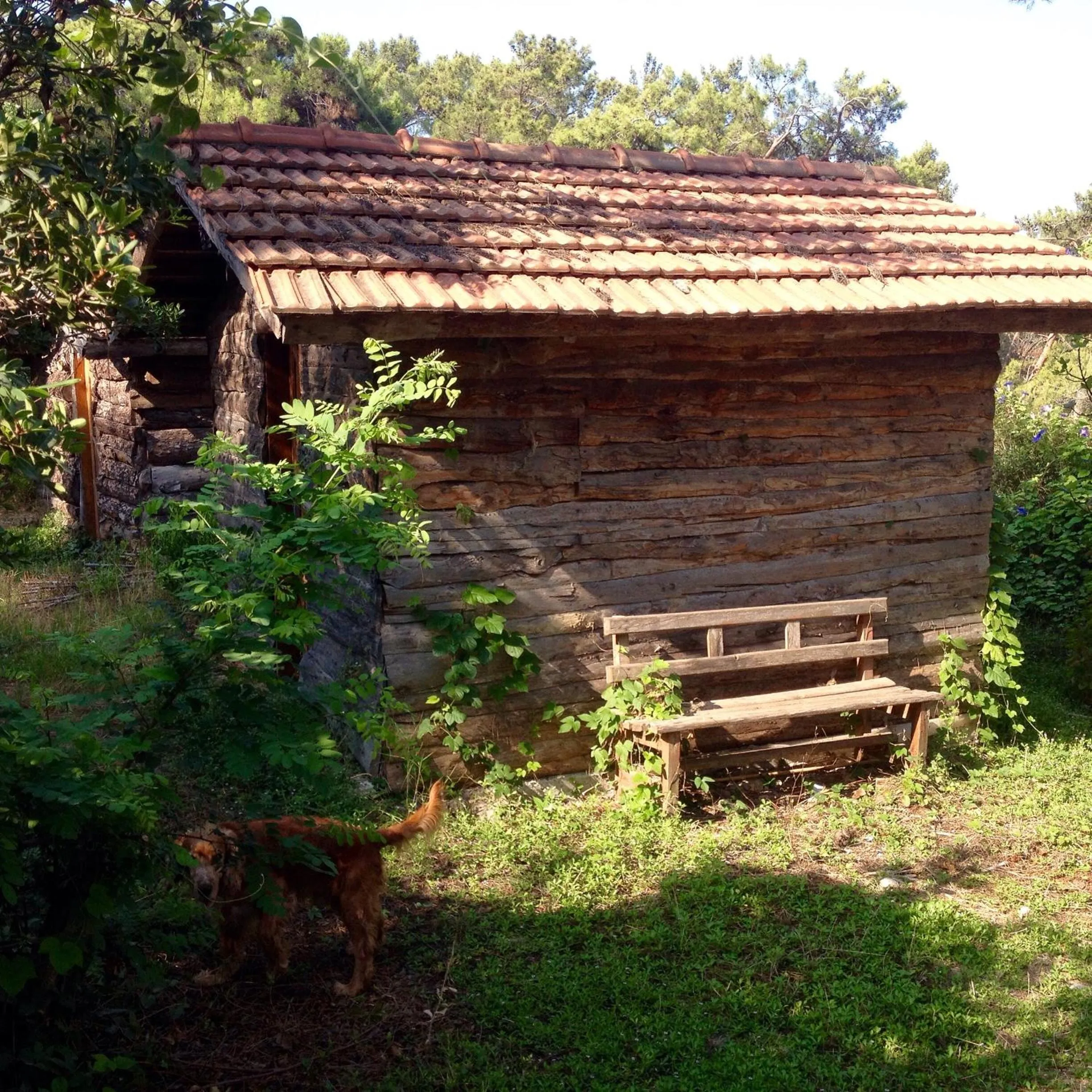 On site in HavaSuPark Bungalows