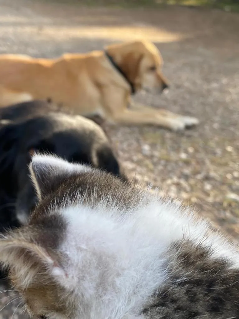 HavaSuPark Bungalows