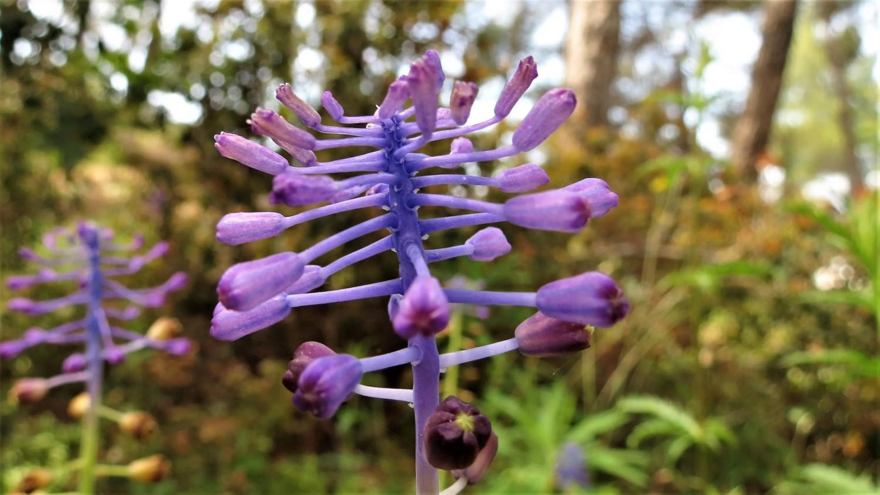 Spring in HavaSuPark Bungalows
