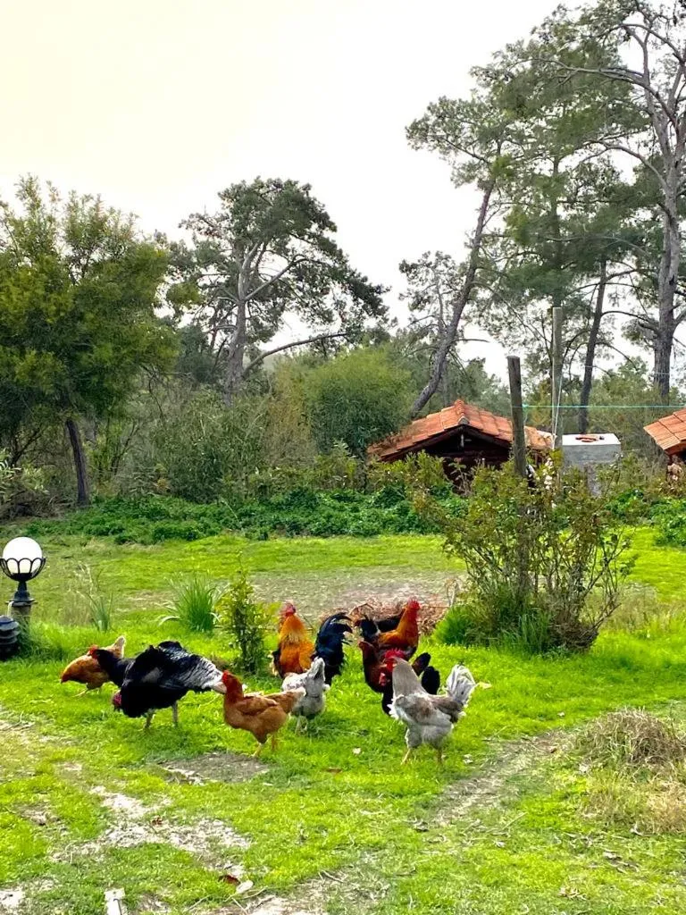 HavaSuPark Bungalows