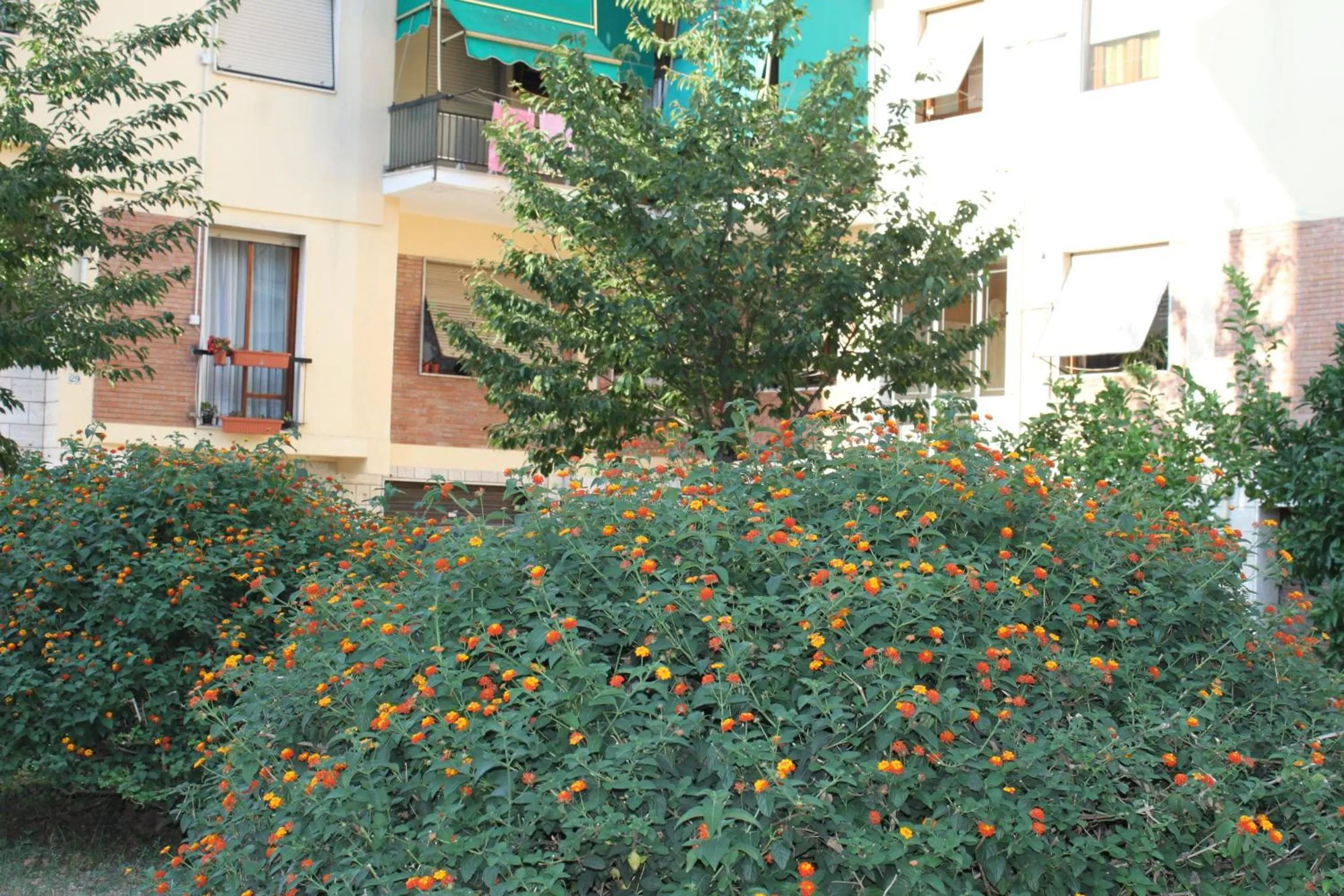 Facade/entrance in Affittacamere La Perla