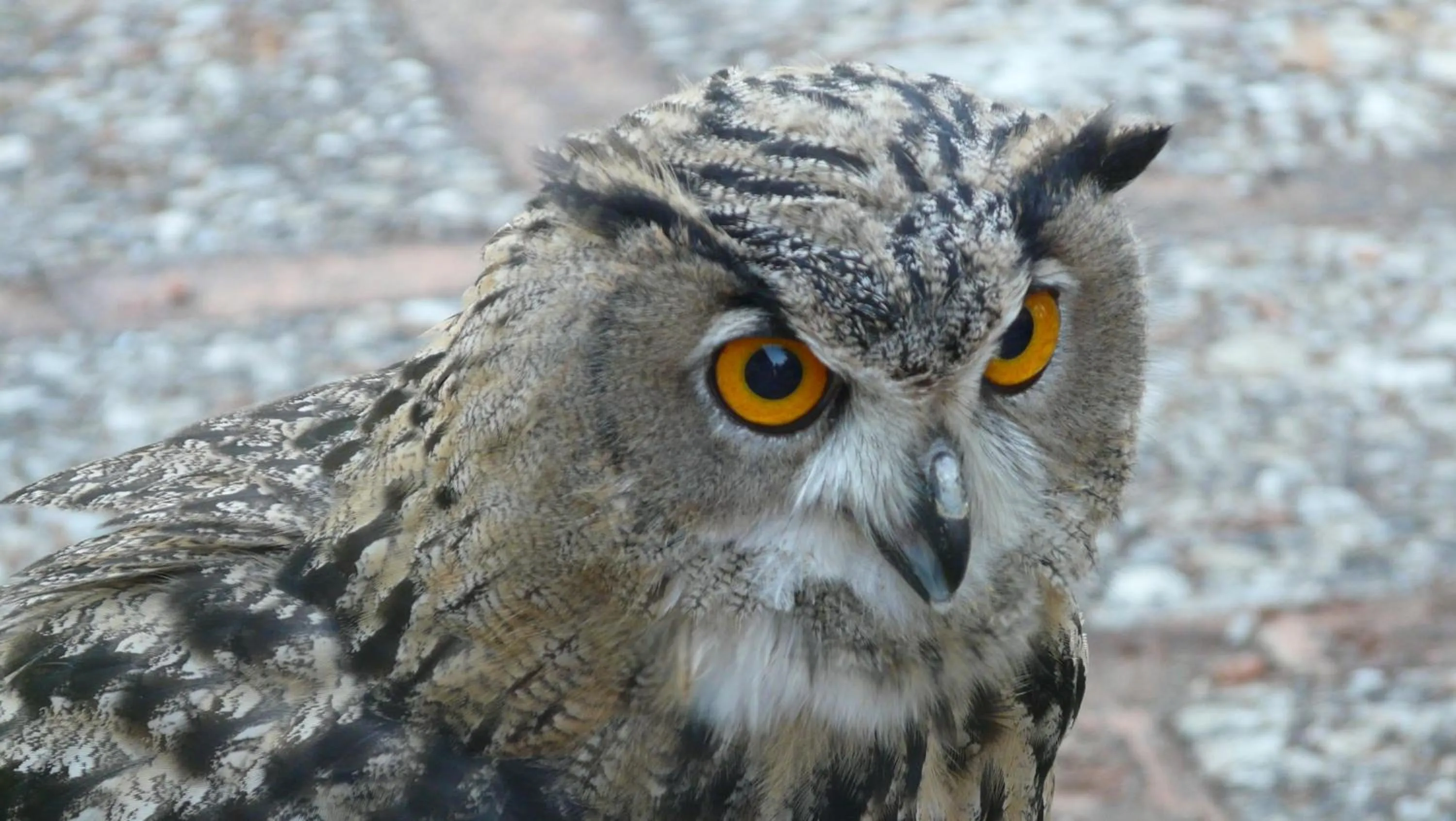 Activities in Apartamentos Rurales Campillo