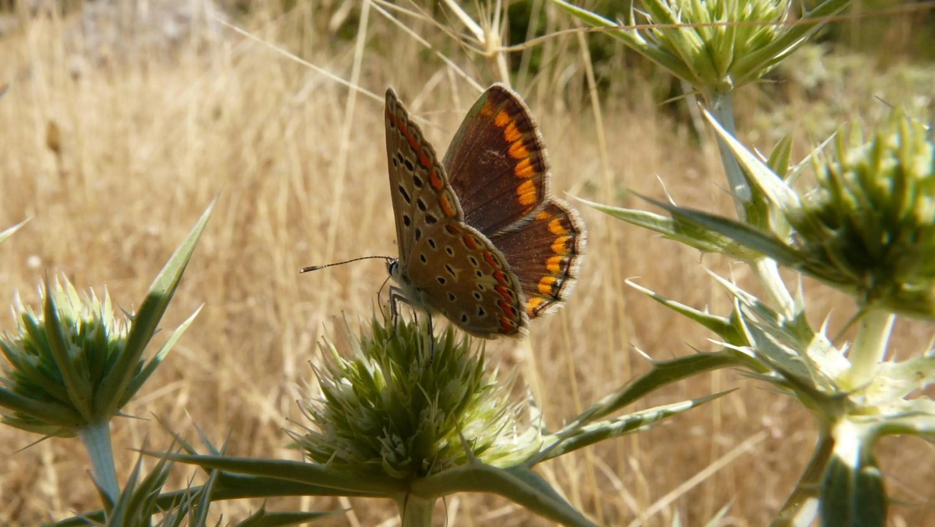 Entertainment in Apartamentos Rurales Campillo