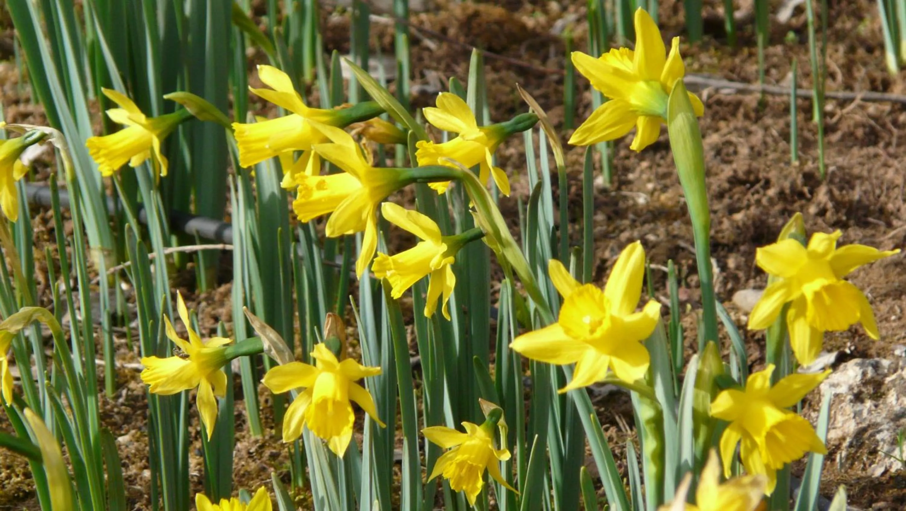 Entertainment in Apartamentos Rurales Campillo