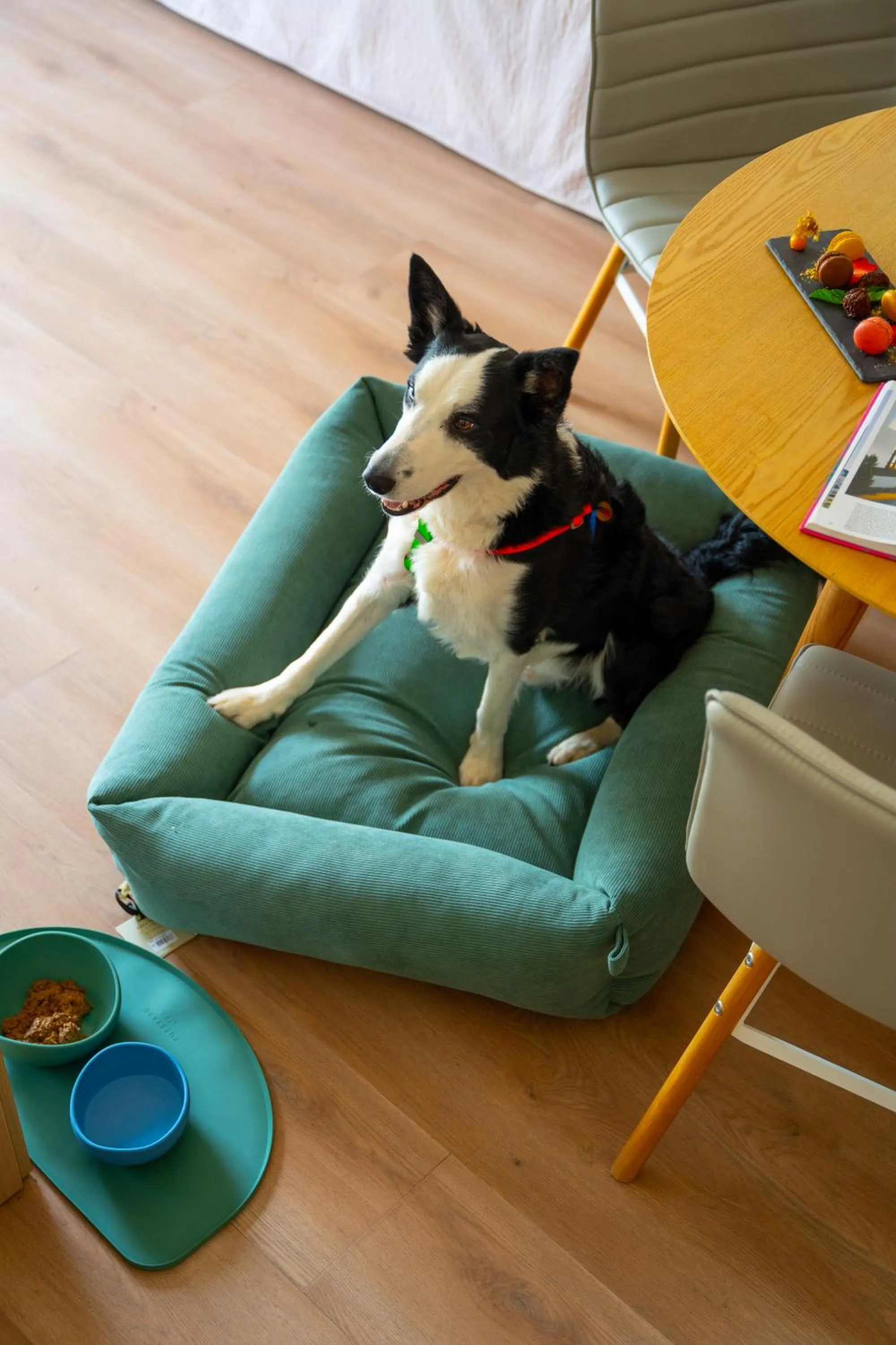 Pets in INNSiDE by Meliá Alcudia