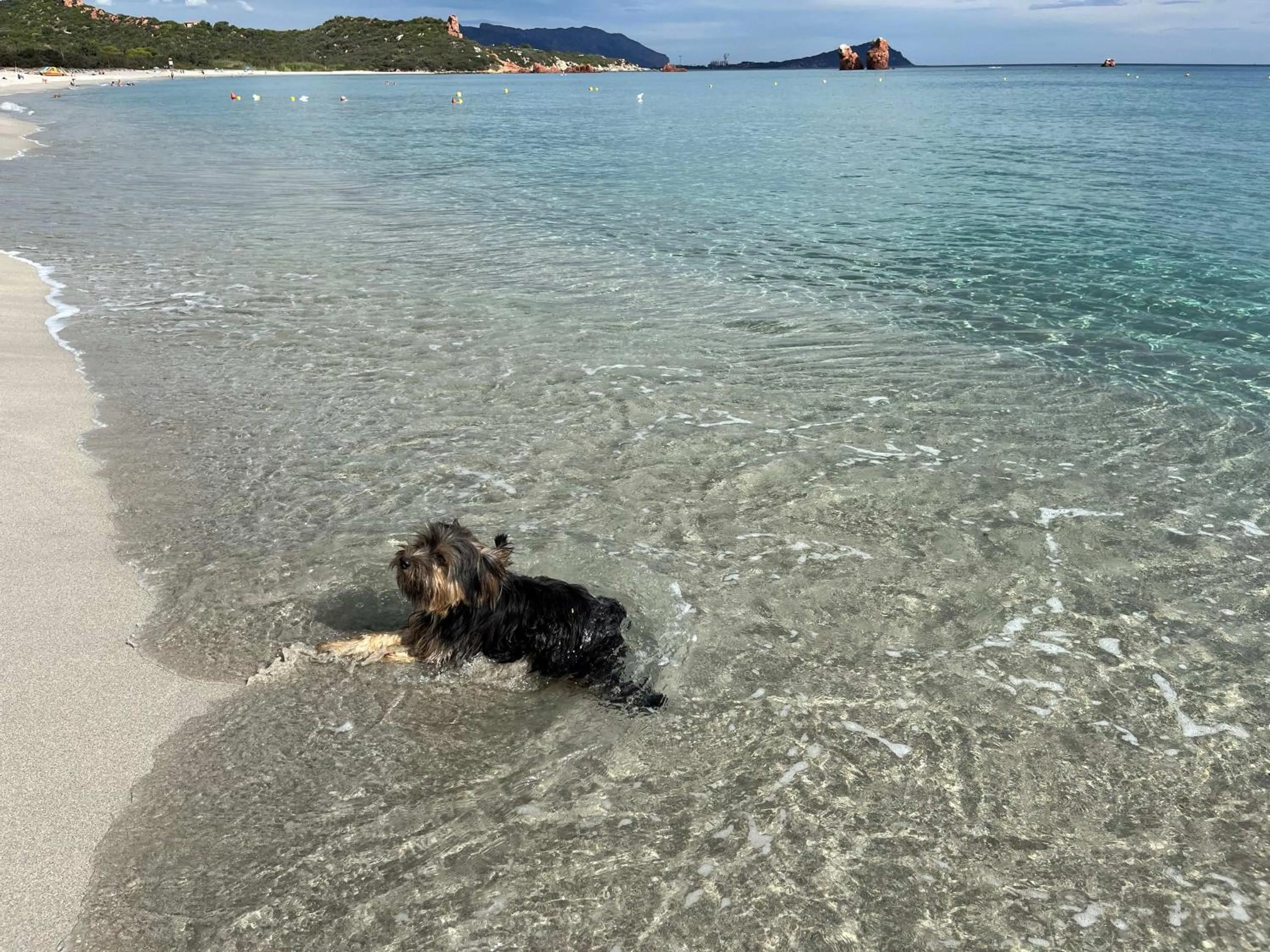 Pets in Hotel Baia Cea