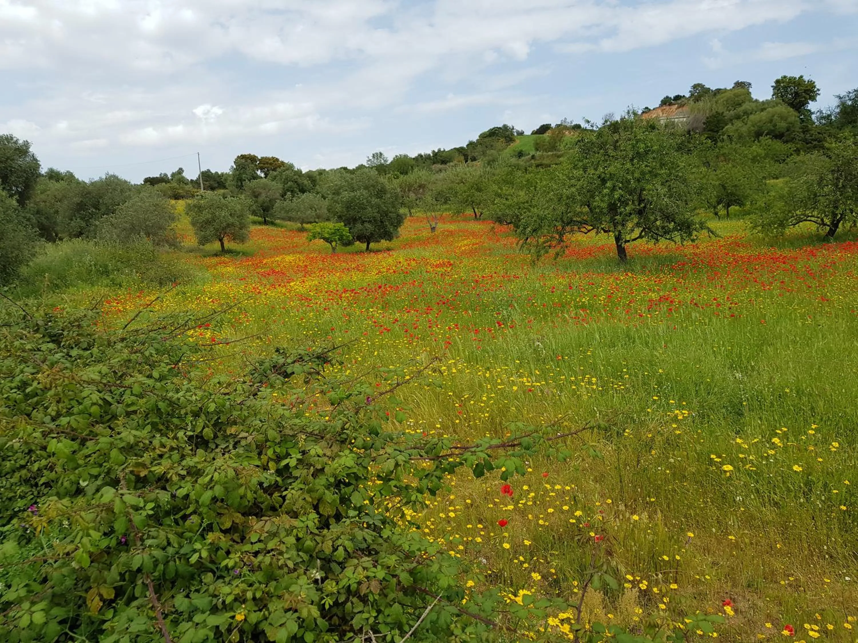 Garden view in Hotel Baia Cea