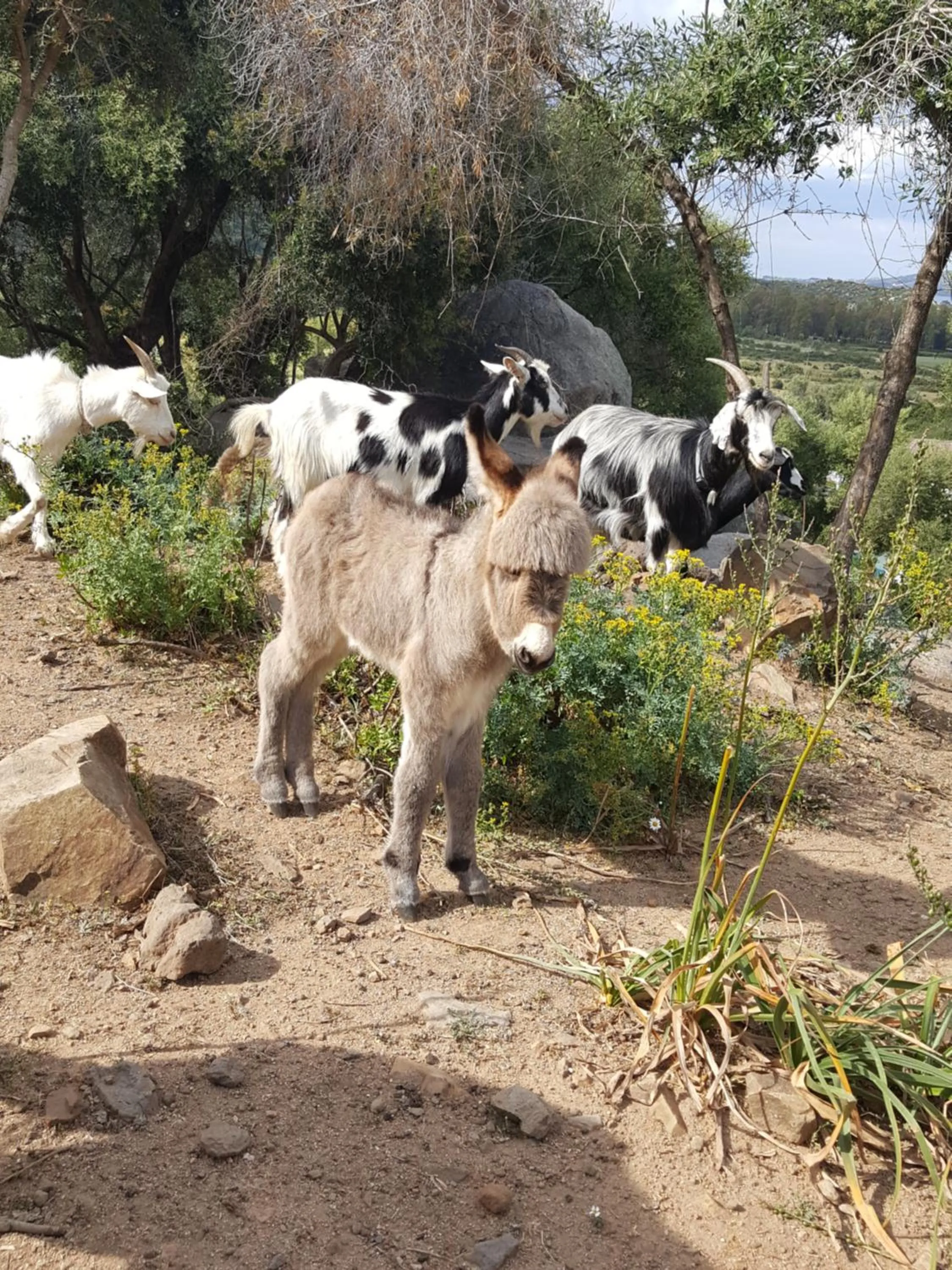 Animals in Hotel Baia Cea
