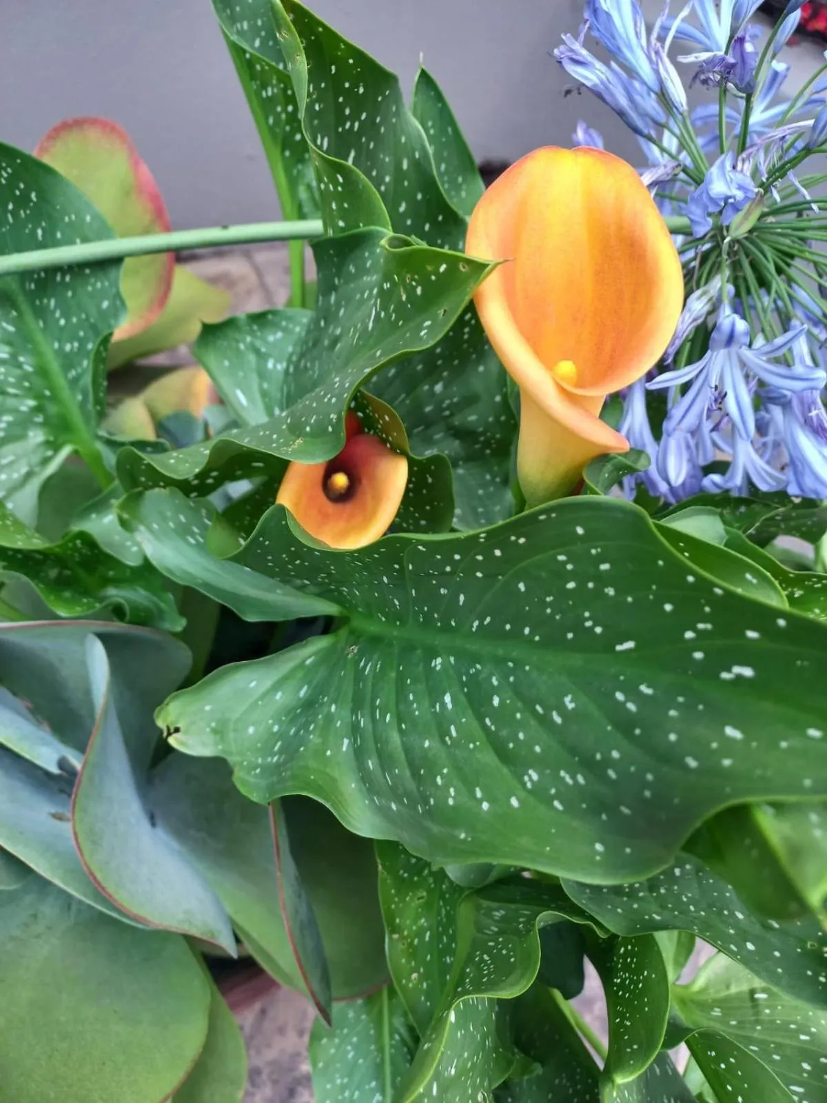 Garden in J'Cups Guest House