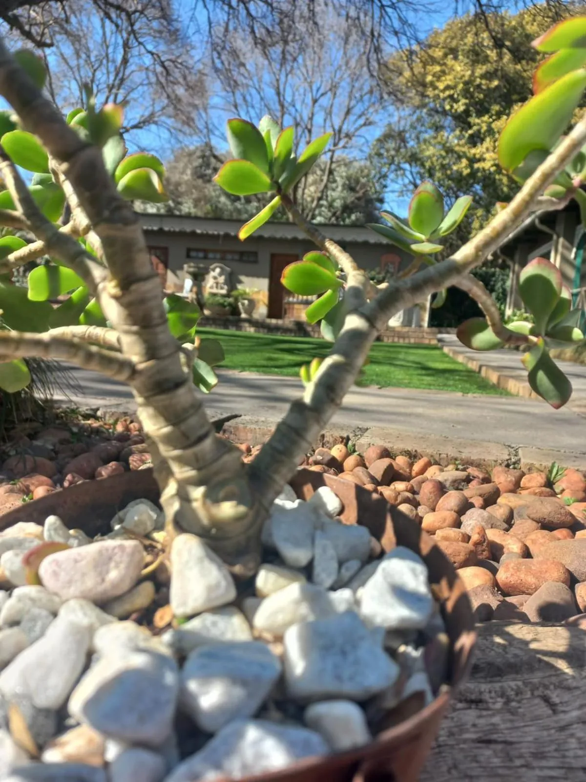 Garden in J'Cups Guest House