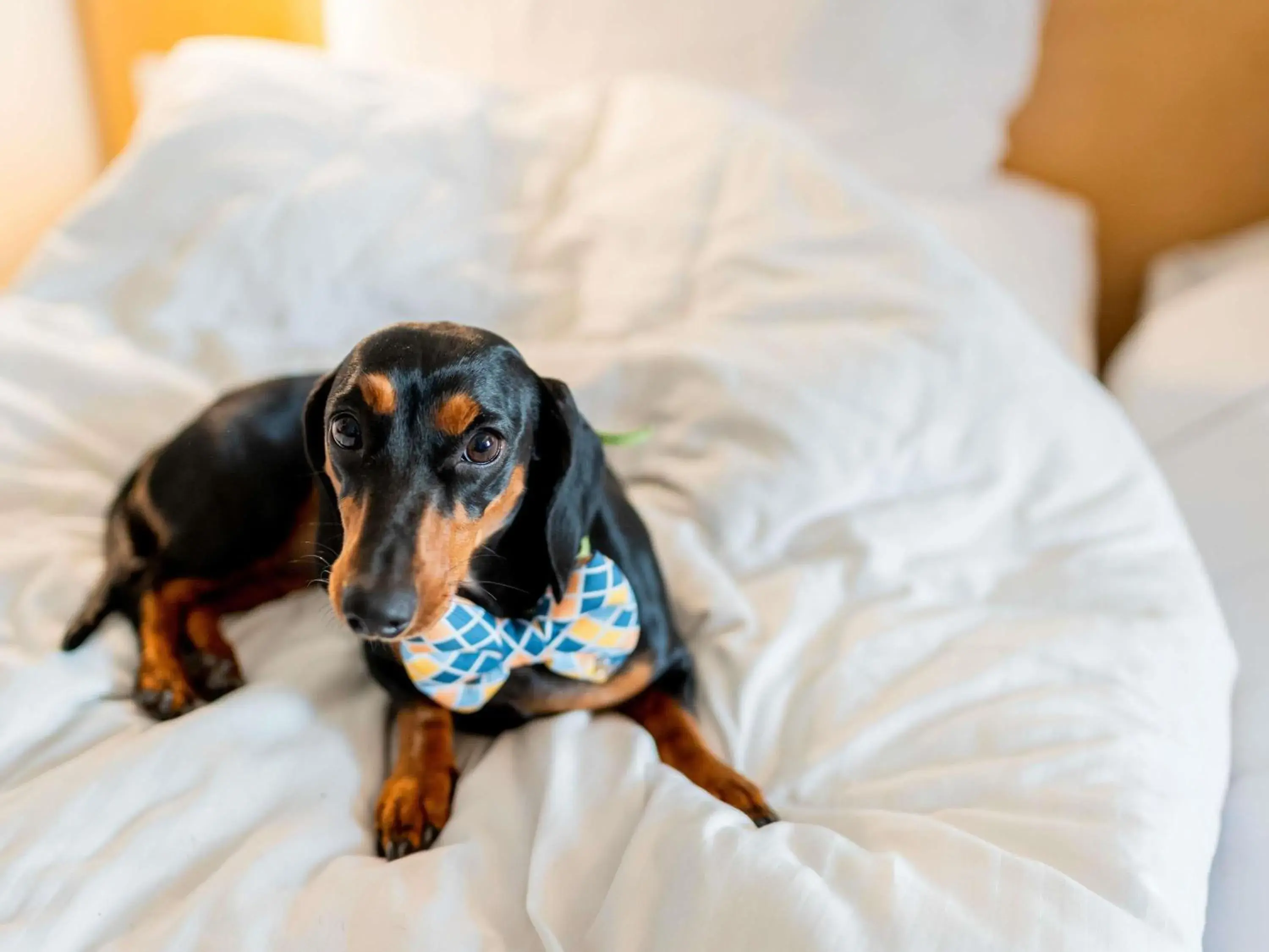 Bedroom, Bed in Hotel Ibis Łódź Centrum Bedroom, Bed in Hotel Ibis Łódź Centrum