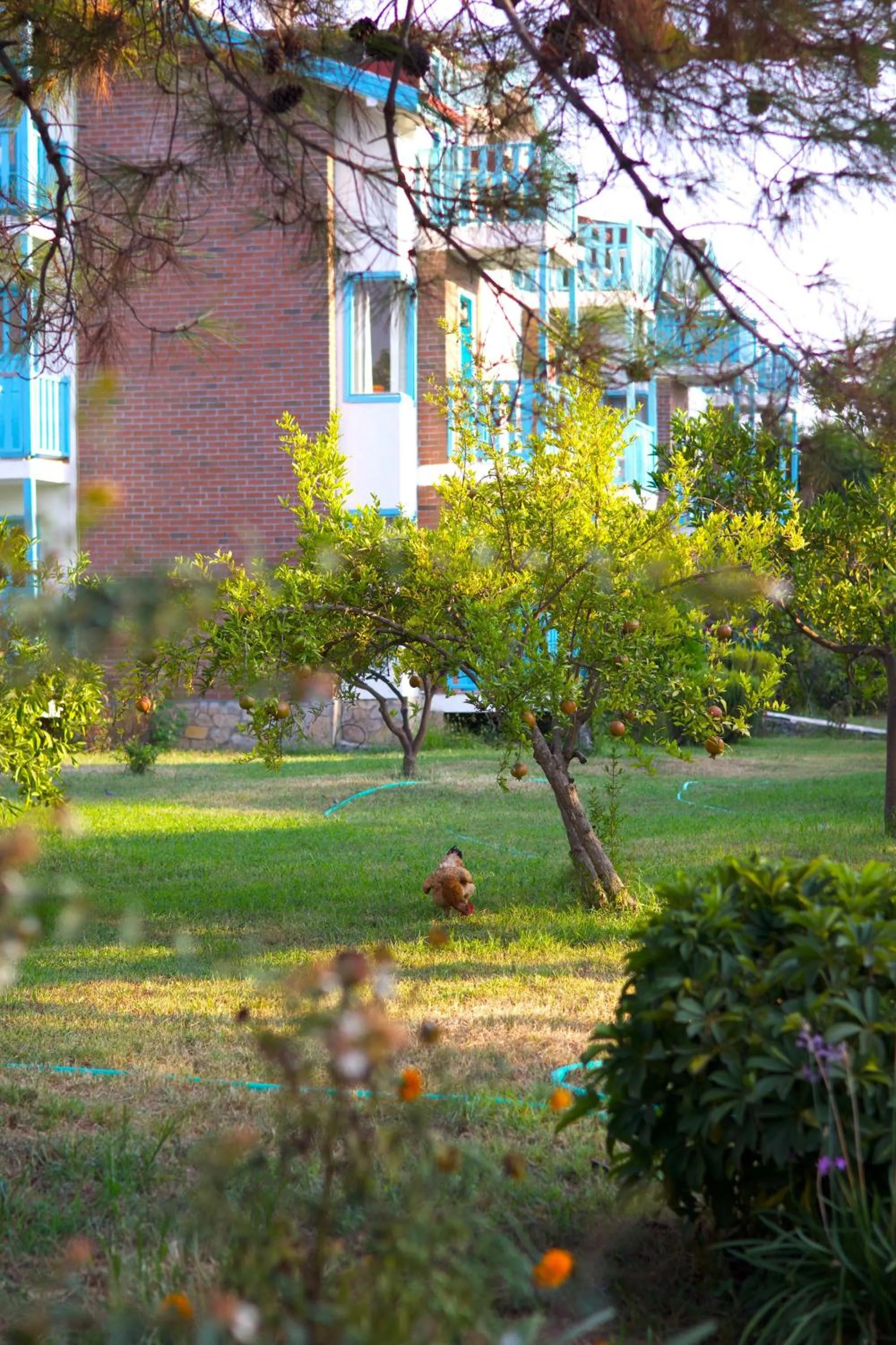Garden in Yonca Lodge