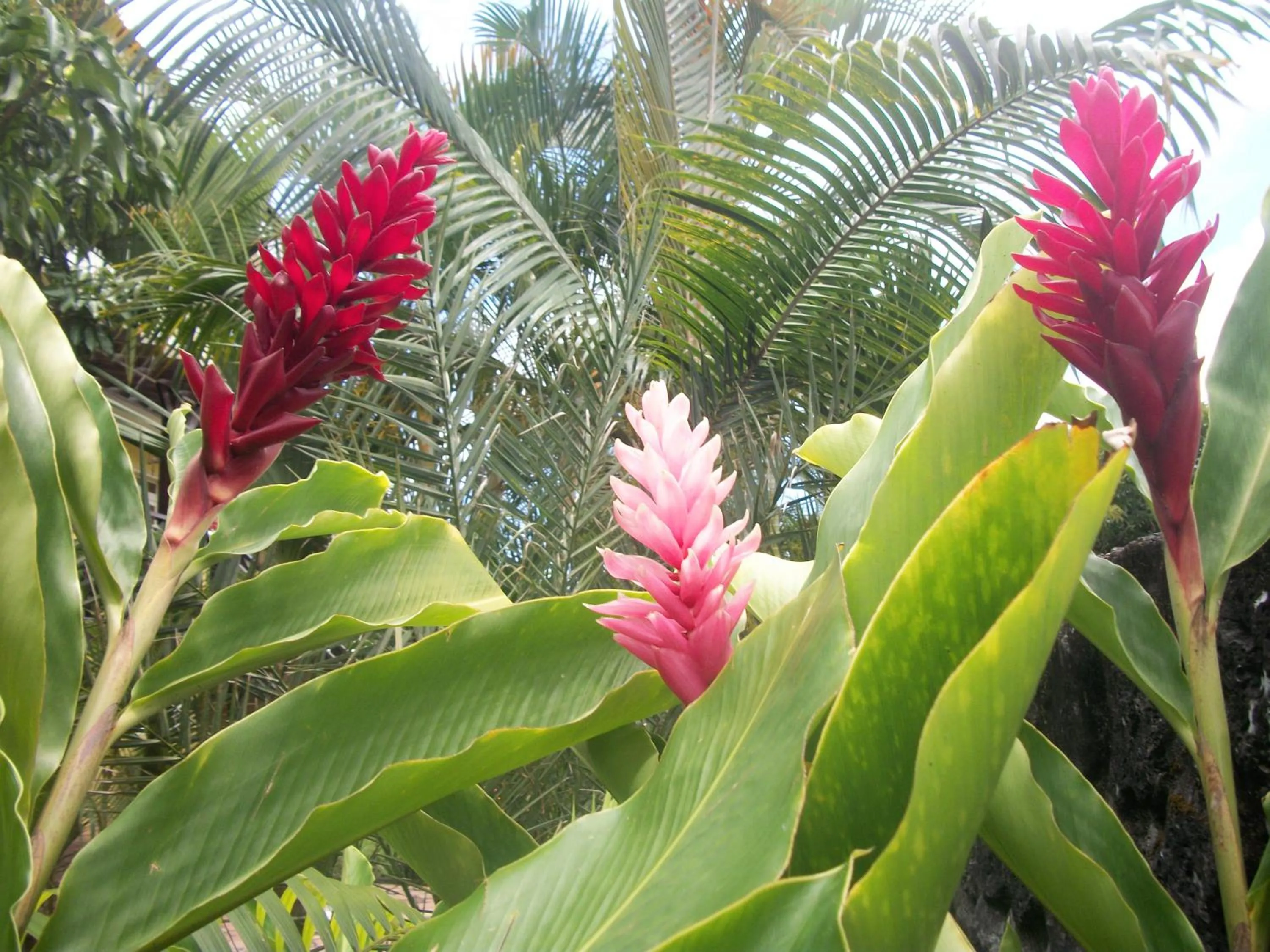 Garden in LE RUBINJO 2
