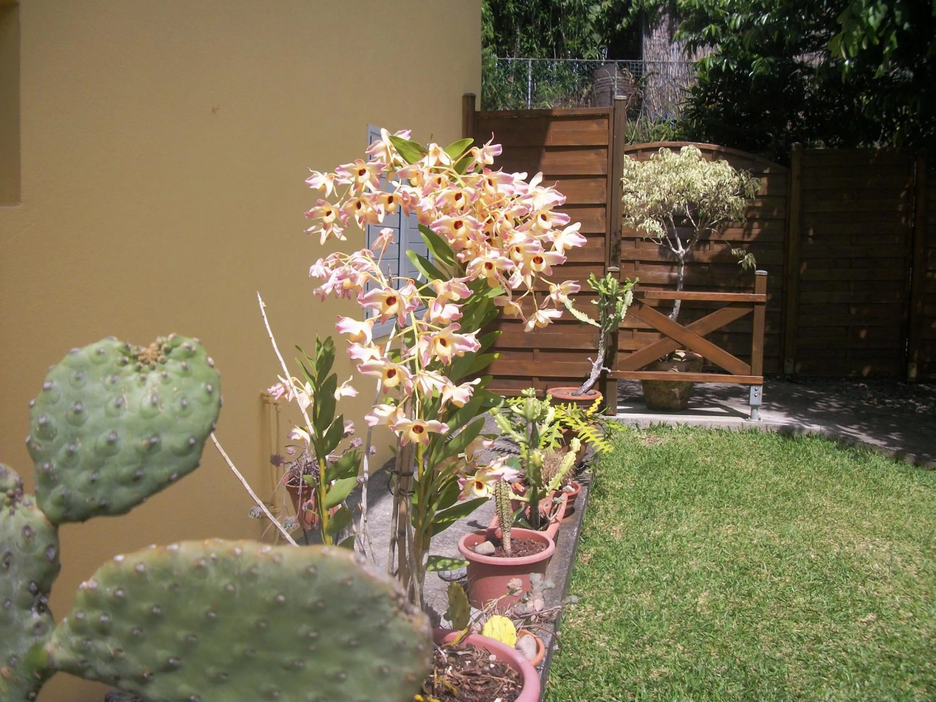 Garden in LE RUBINJO 2