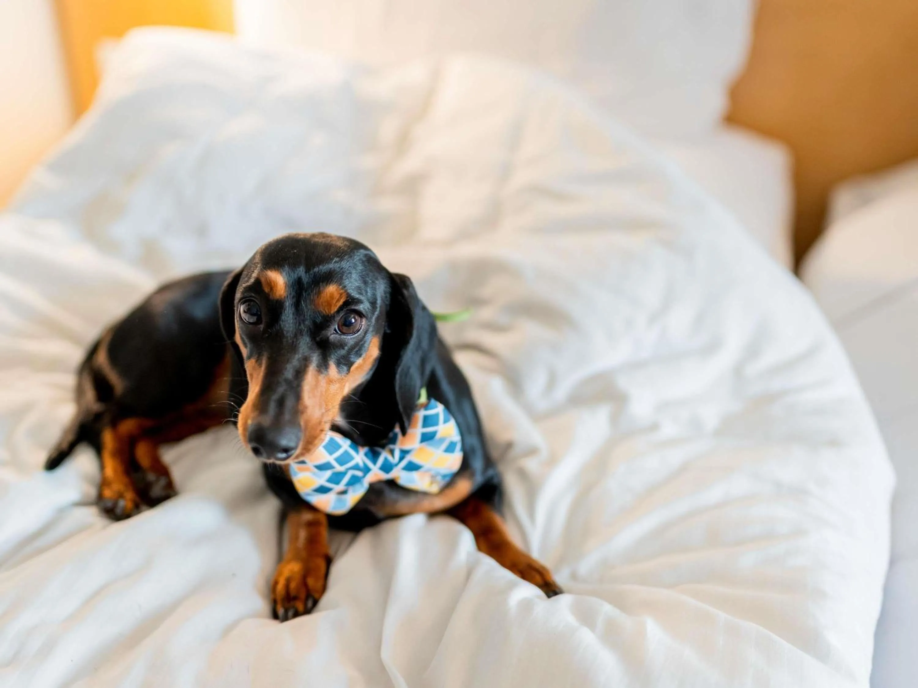 Other, Bed in Ibis Częstochowa