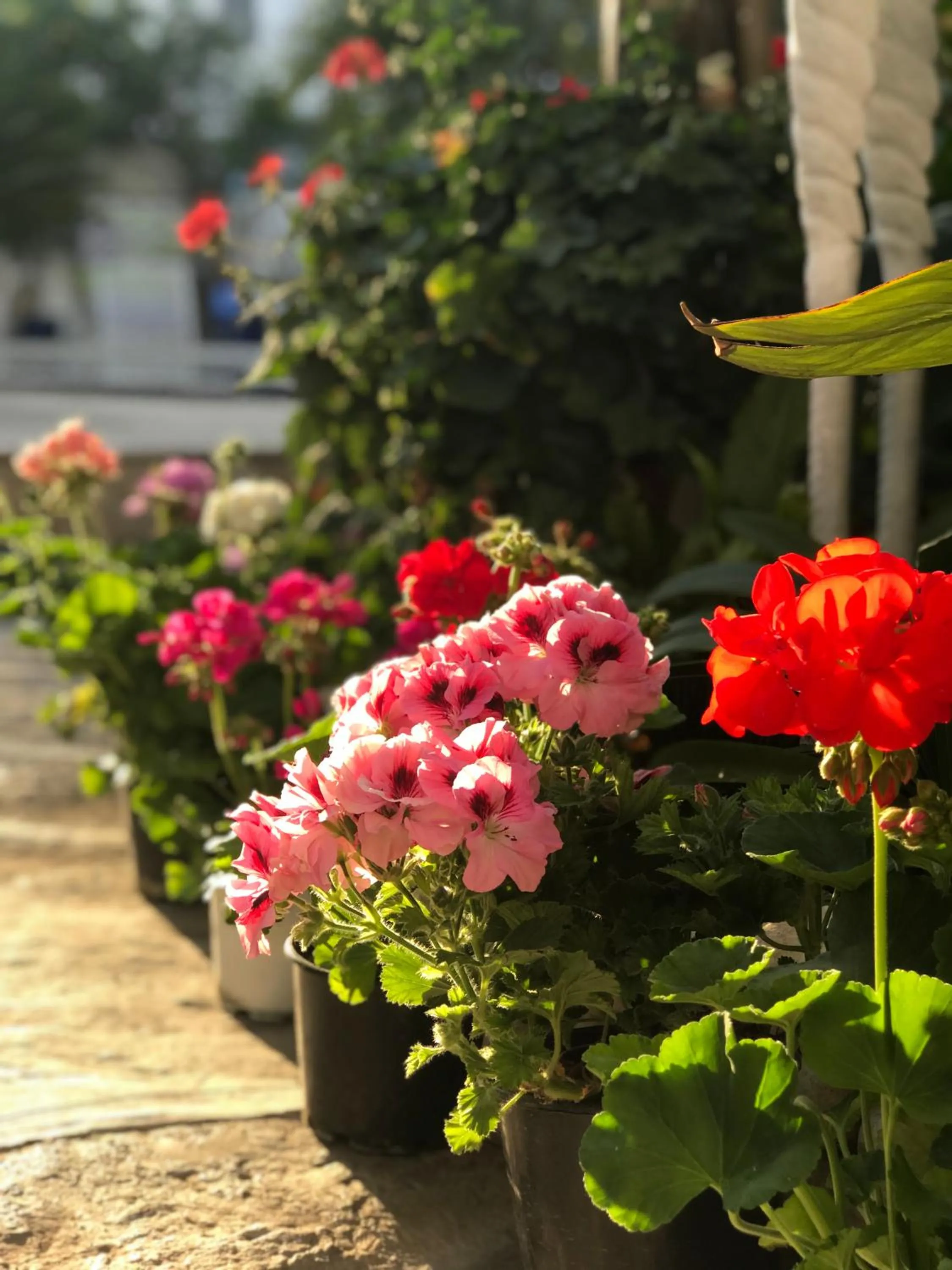 Garden in Artunc Hotel Bodrum