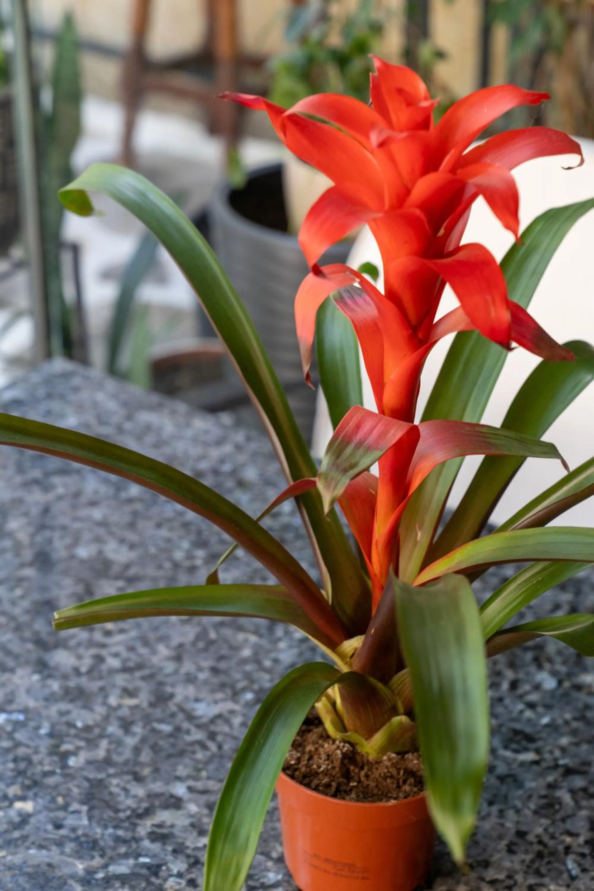 Garden in Artunc Hotel Bodrum