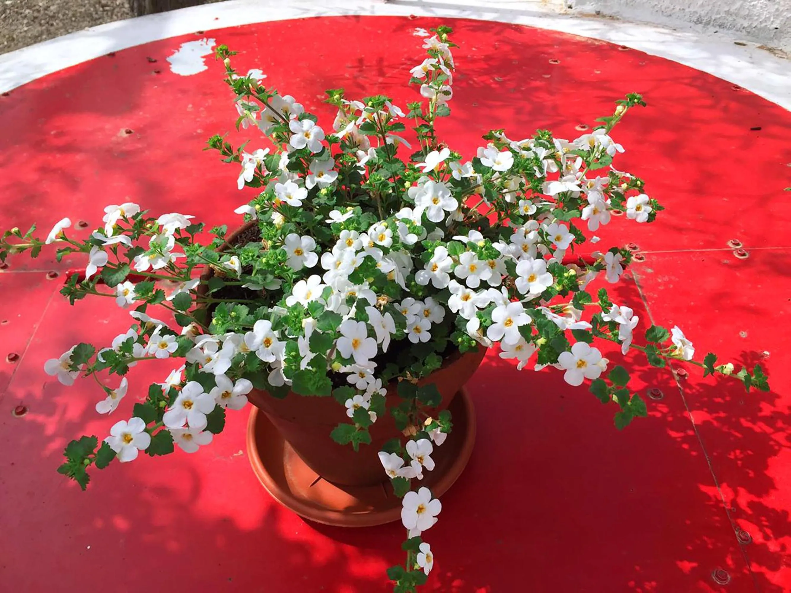 Garden view in Villa Cenzina