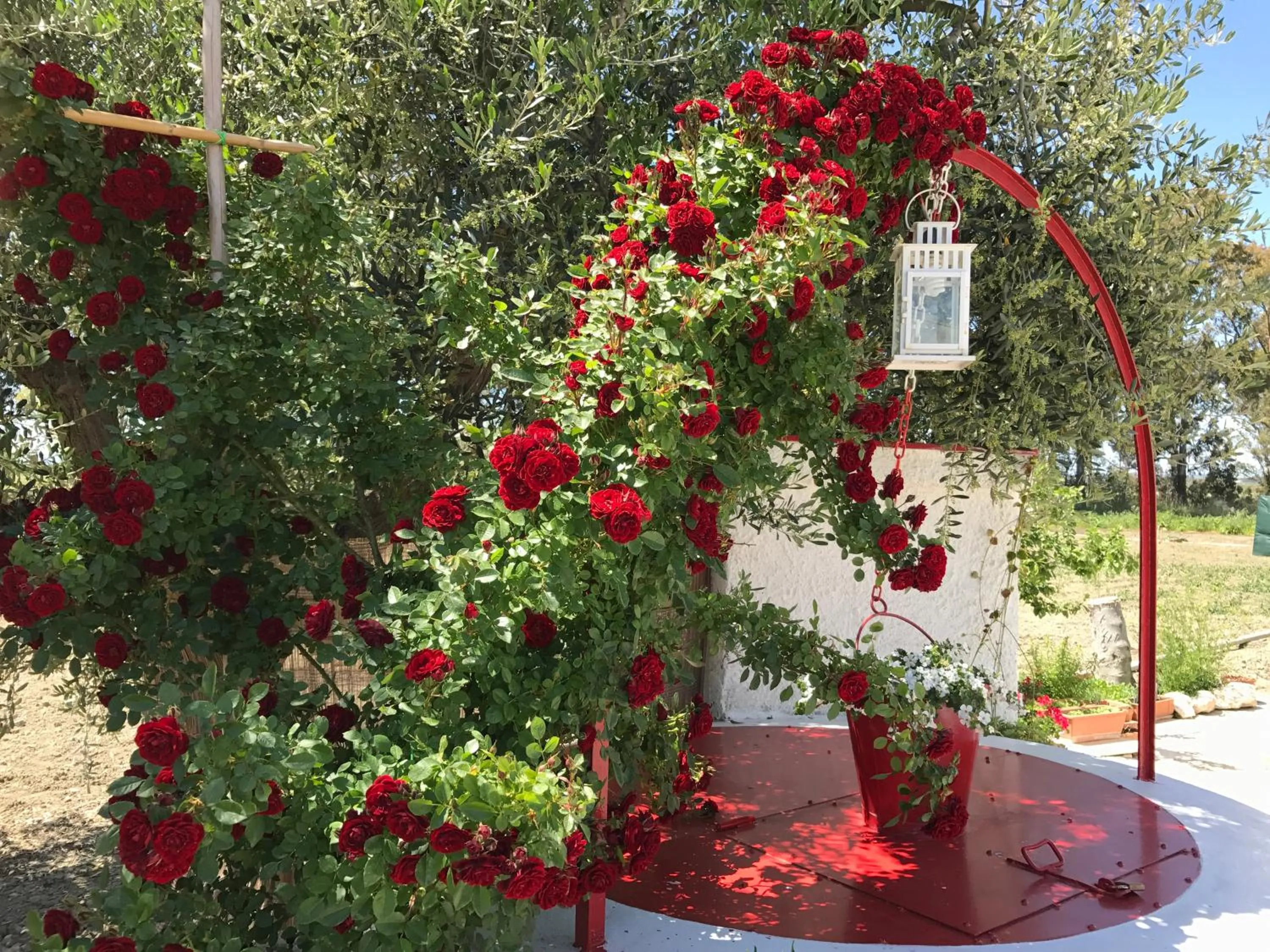 Garden view in Villa Cenzina