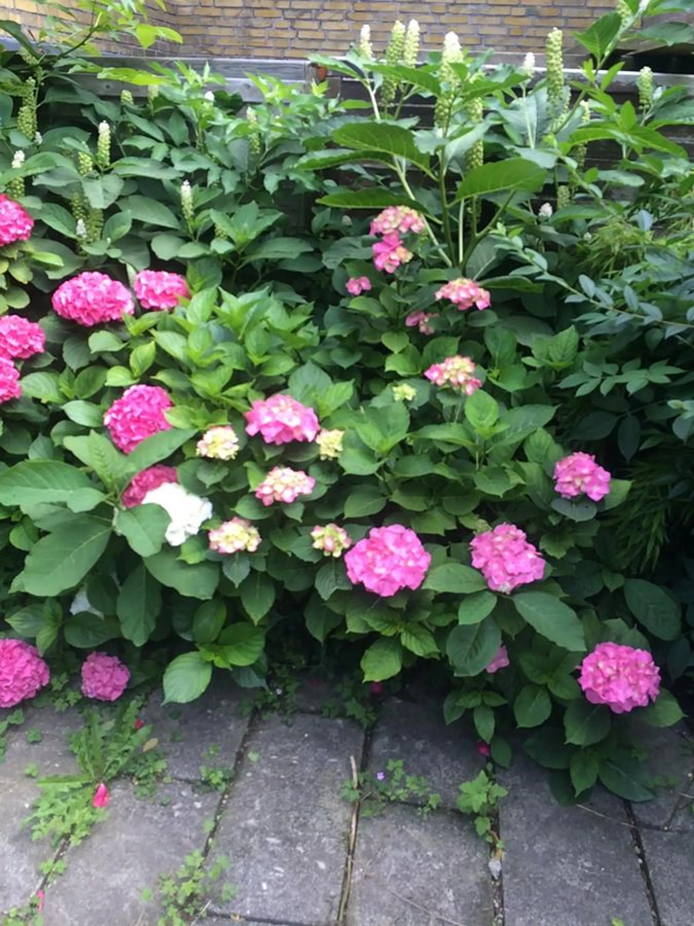 Garden in Close But Quiet