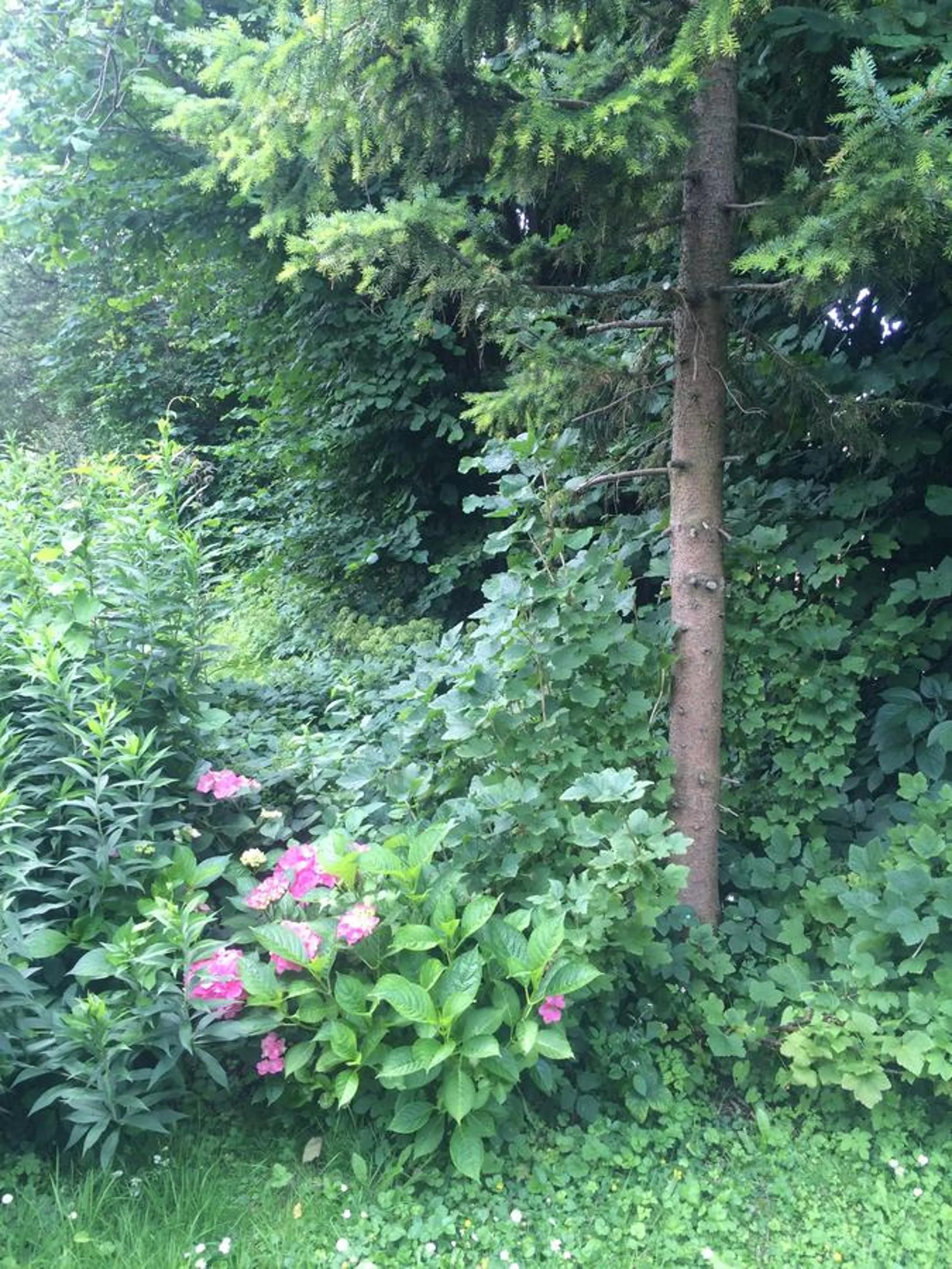 Garden in Close But Quiet