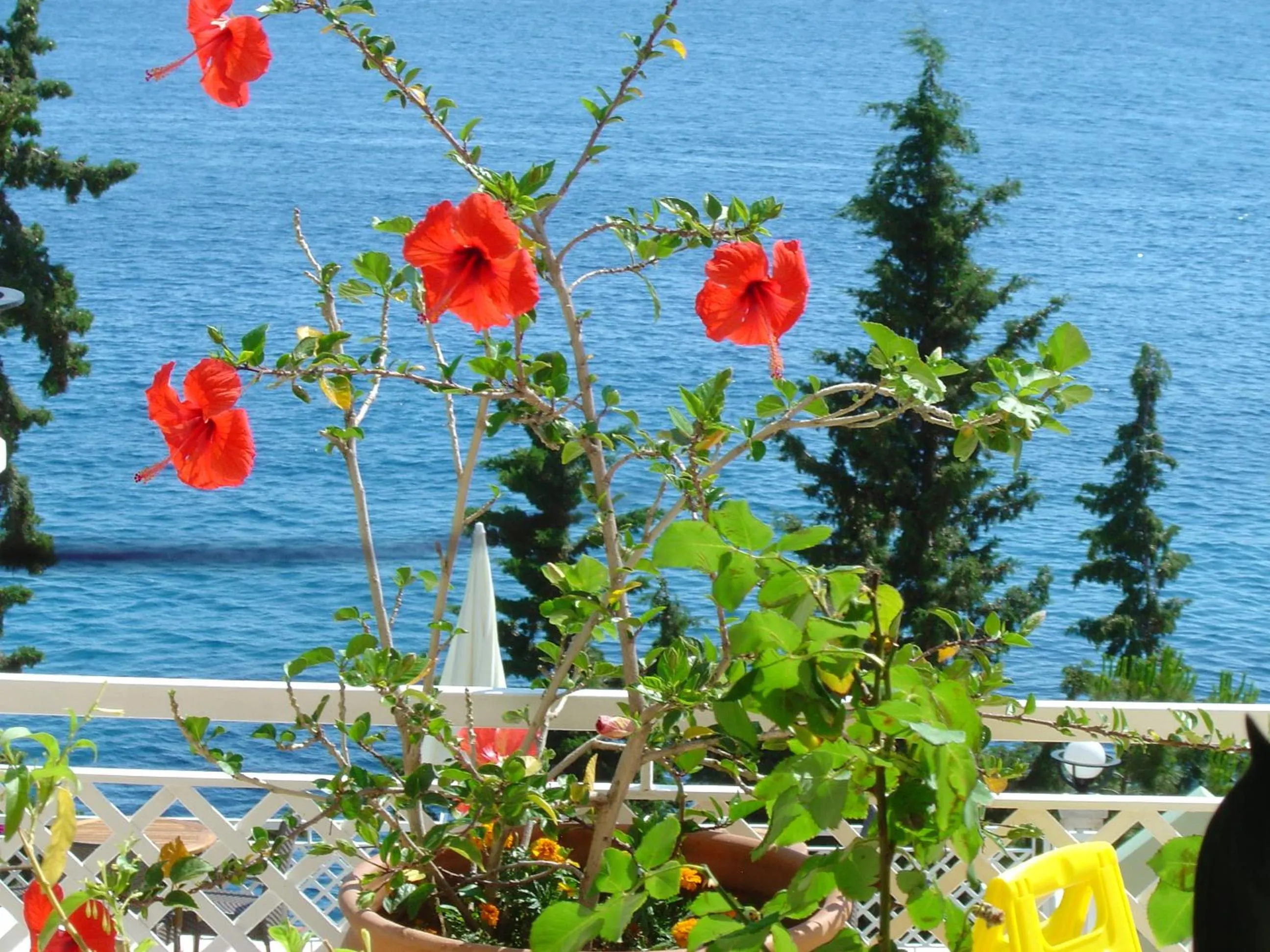 View (from property/room) in Medusa Hotel