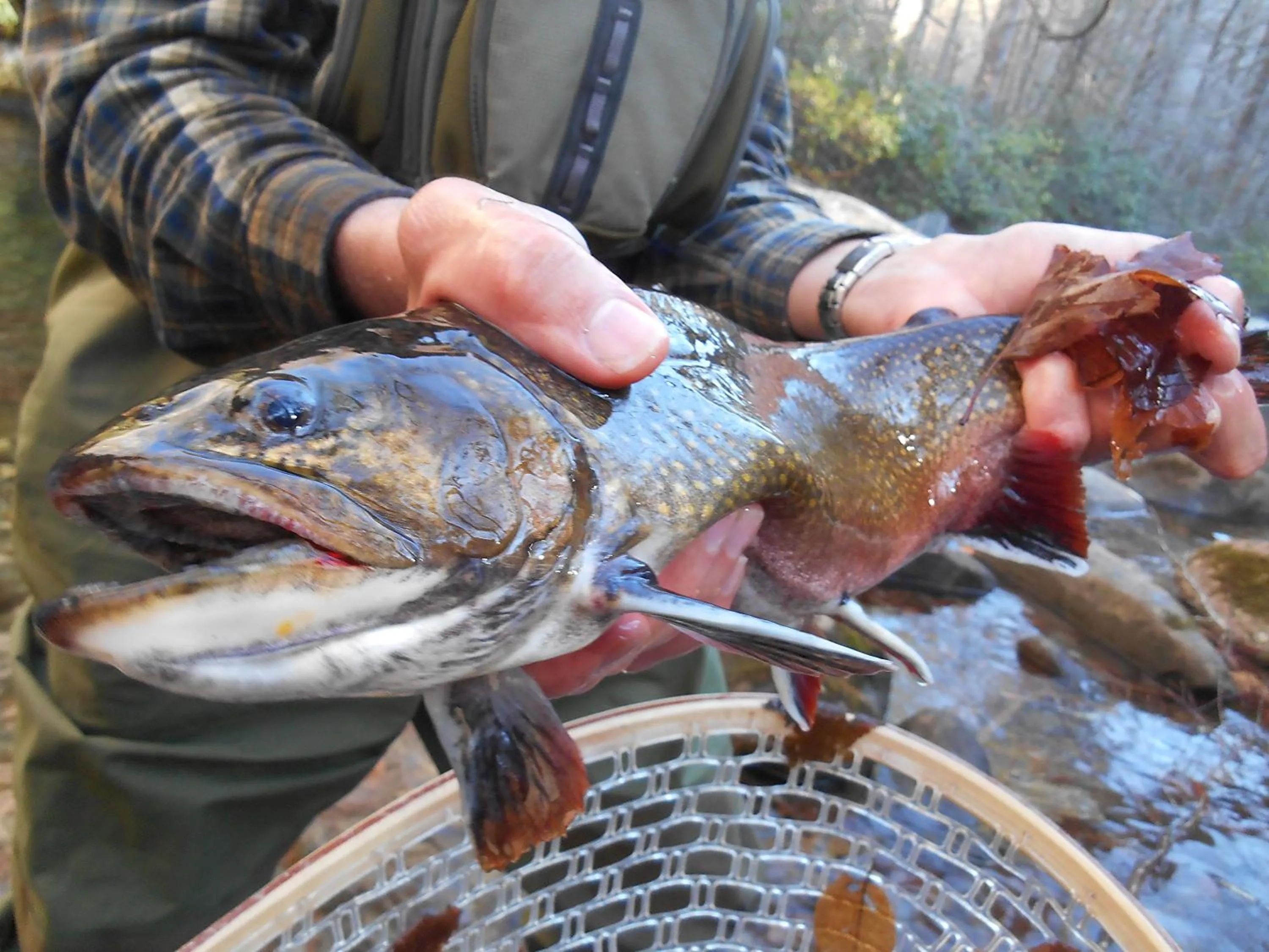 Fishing in The Owl's Perch