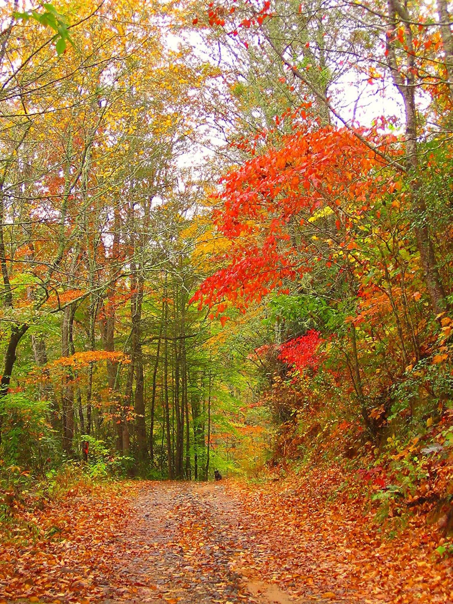 Neighbourhood in The Owl's Perch