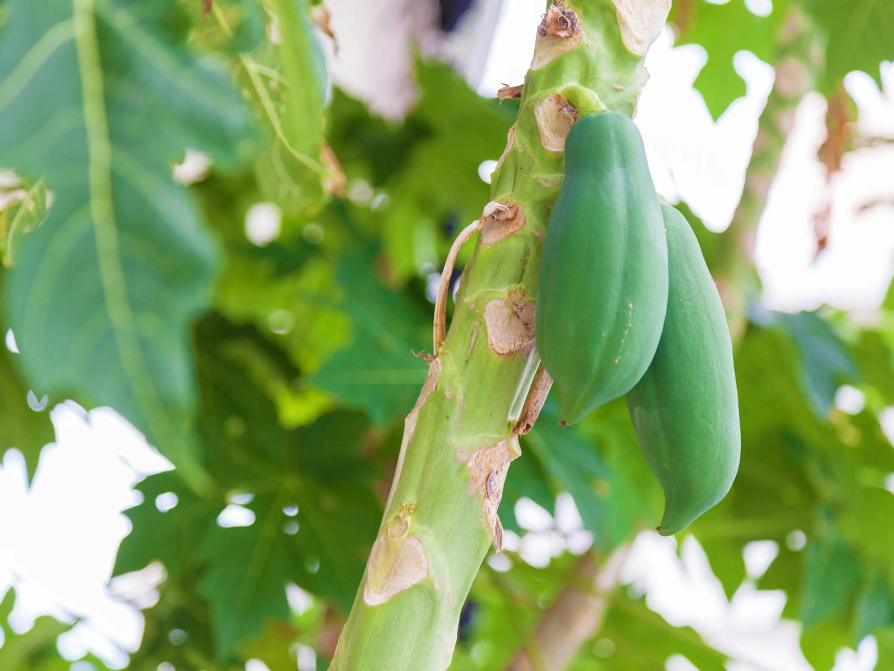 Garden in Kariyushi Condominium Ocean Hills Chouraku Stay