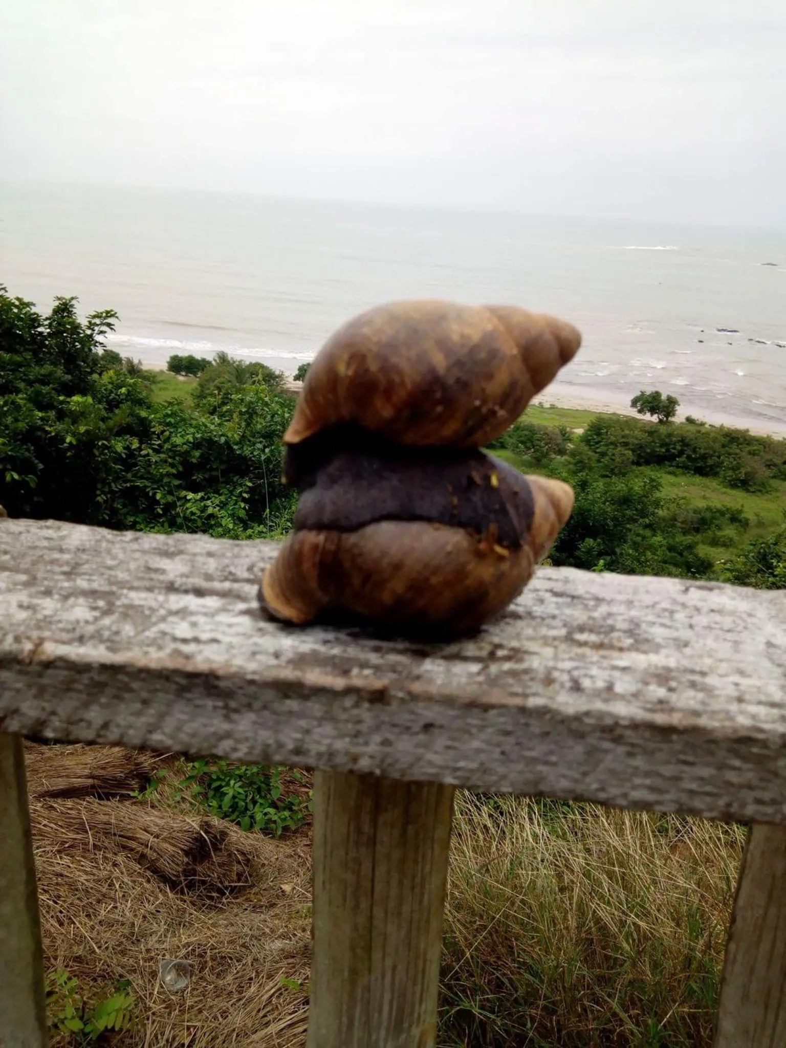 Animals in Abuesi Beach Resort