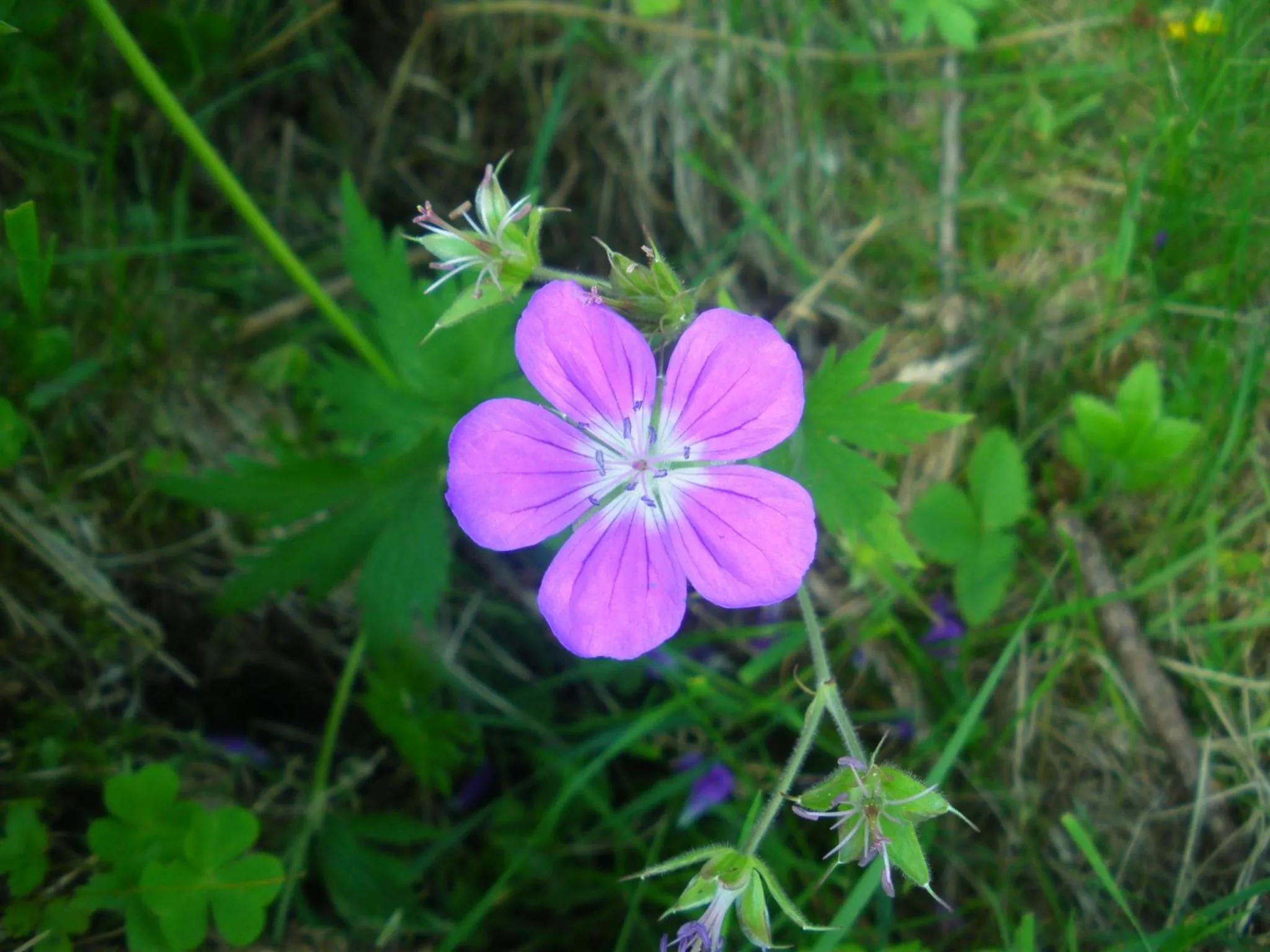 Natural landscape in Appartamento "Le Temps d'une Pause"