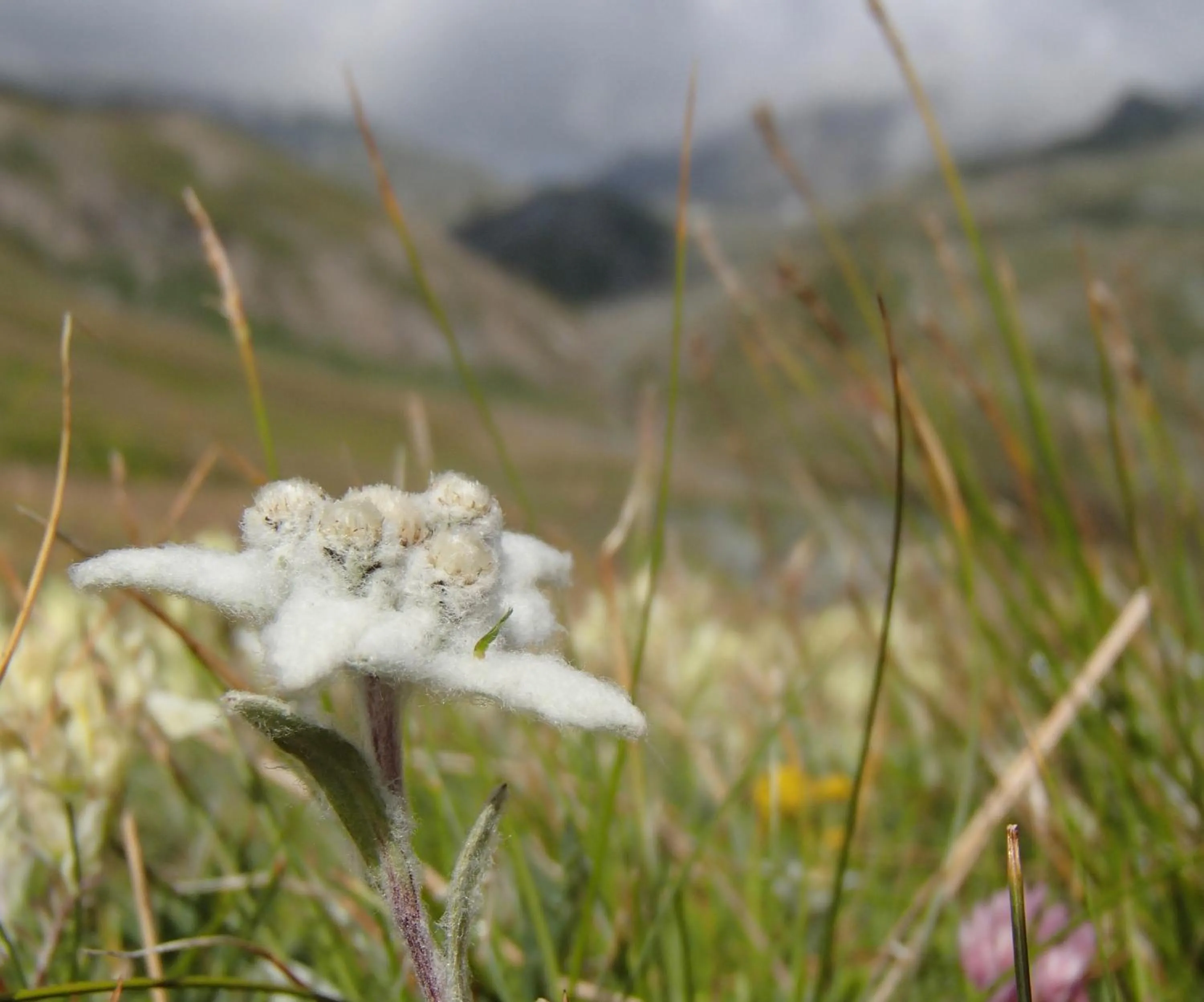 Natural landscape in Appartamento "Le Temps d'une Pause"