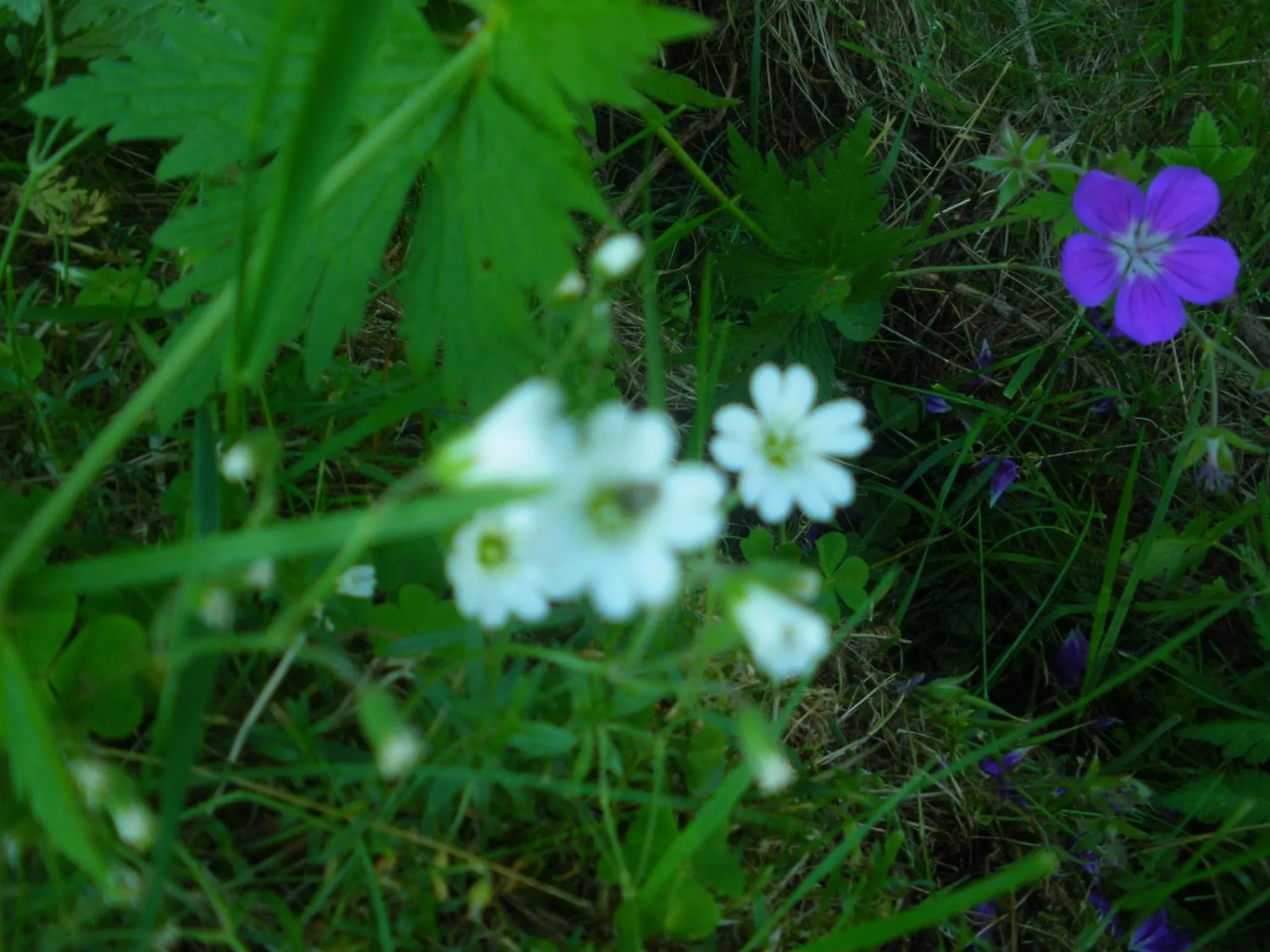 Natural landscape in Appartamento "Le Temps d'une Pause"