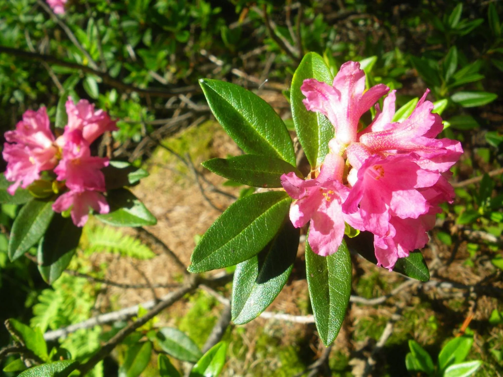 Natural landscape in Appartamento "Le Temps d'une Pause"