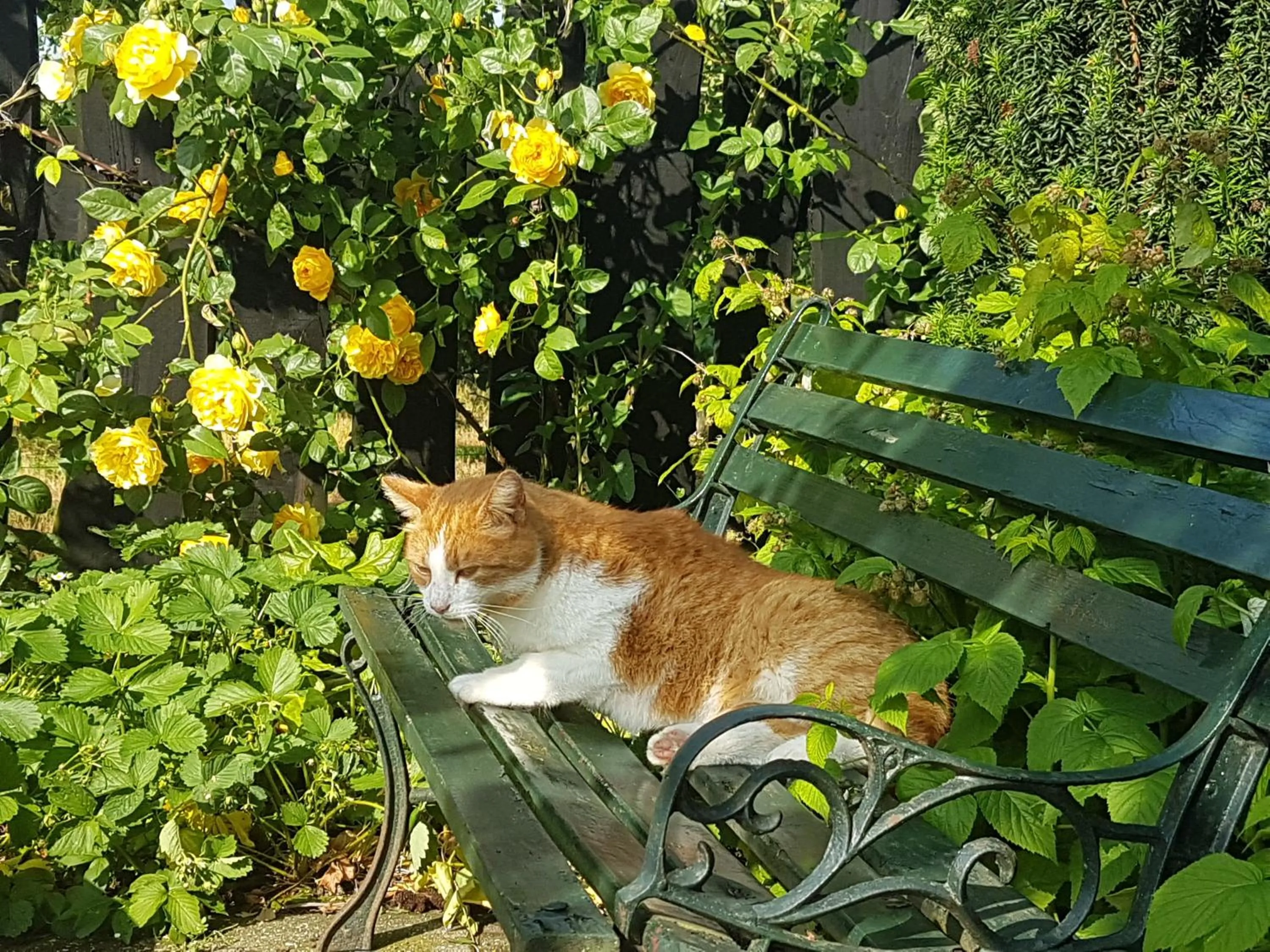 Garden in B&B 't Pakhuis