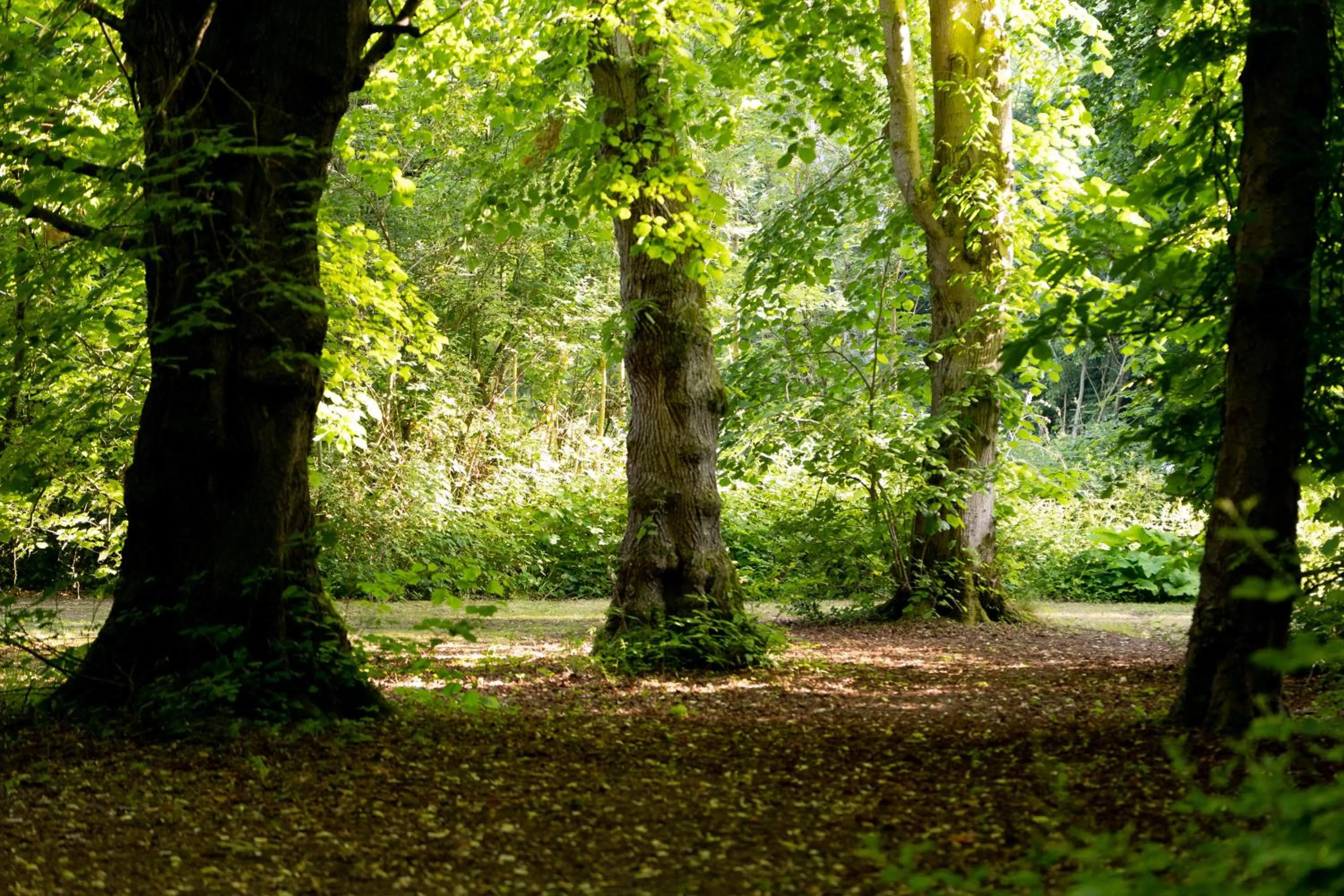 Hollington Park Glamping