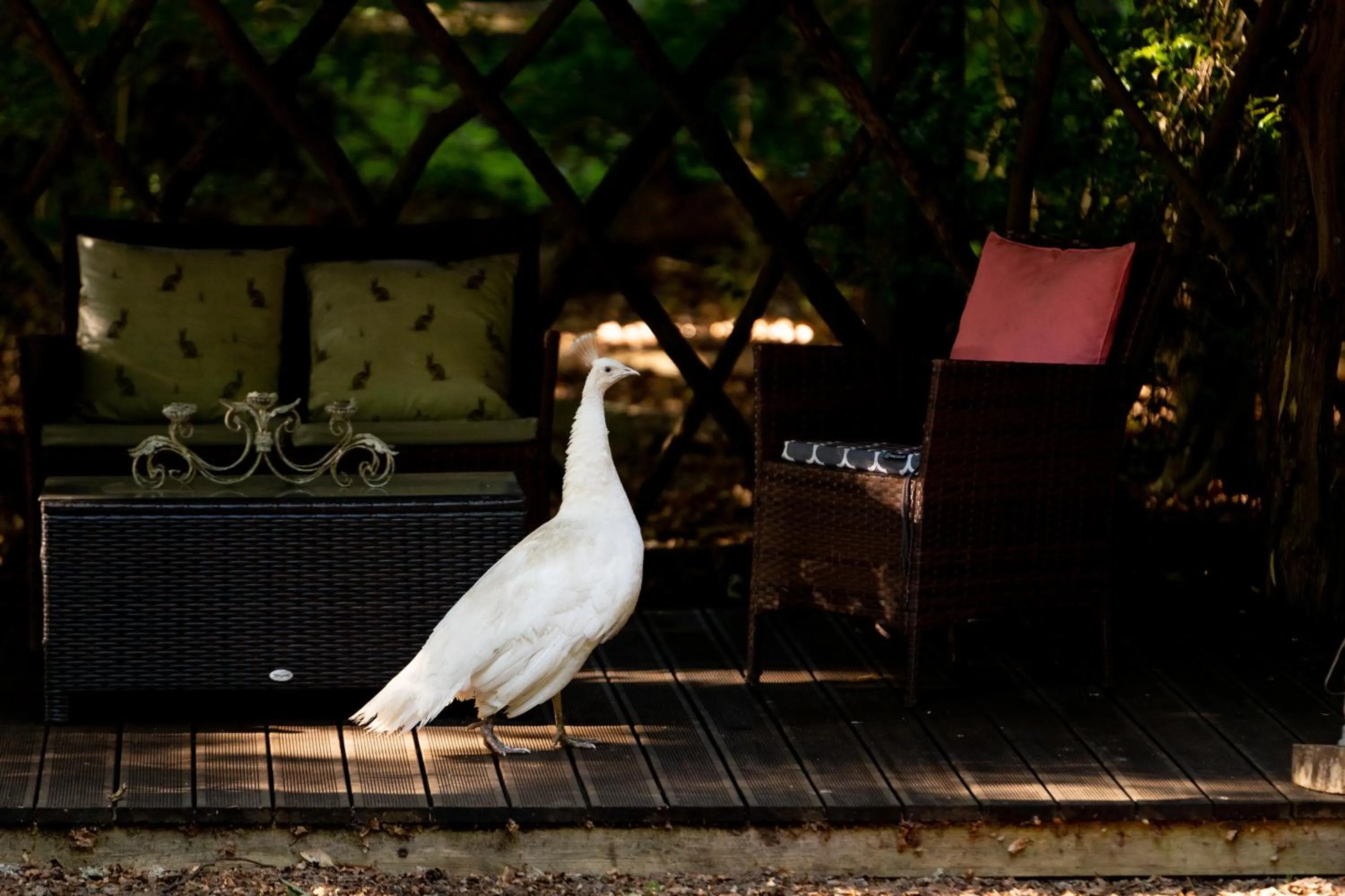 Animals in Hollington Park Glamping