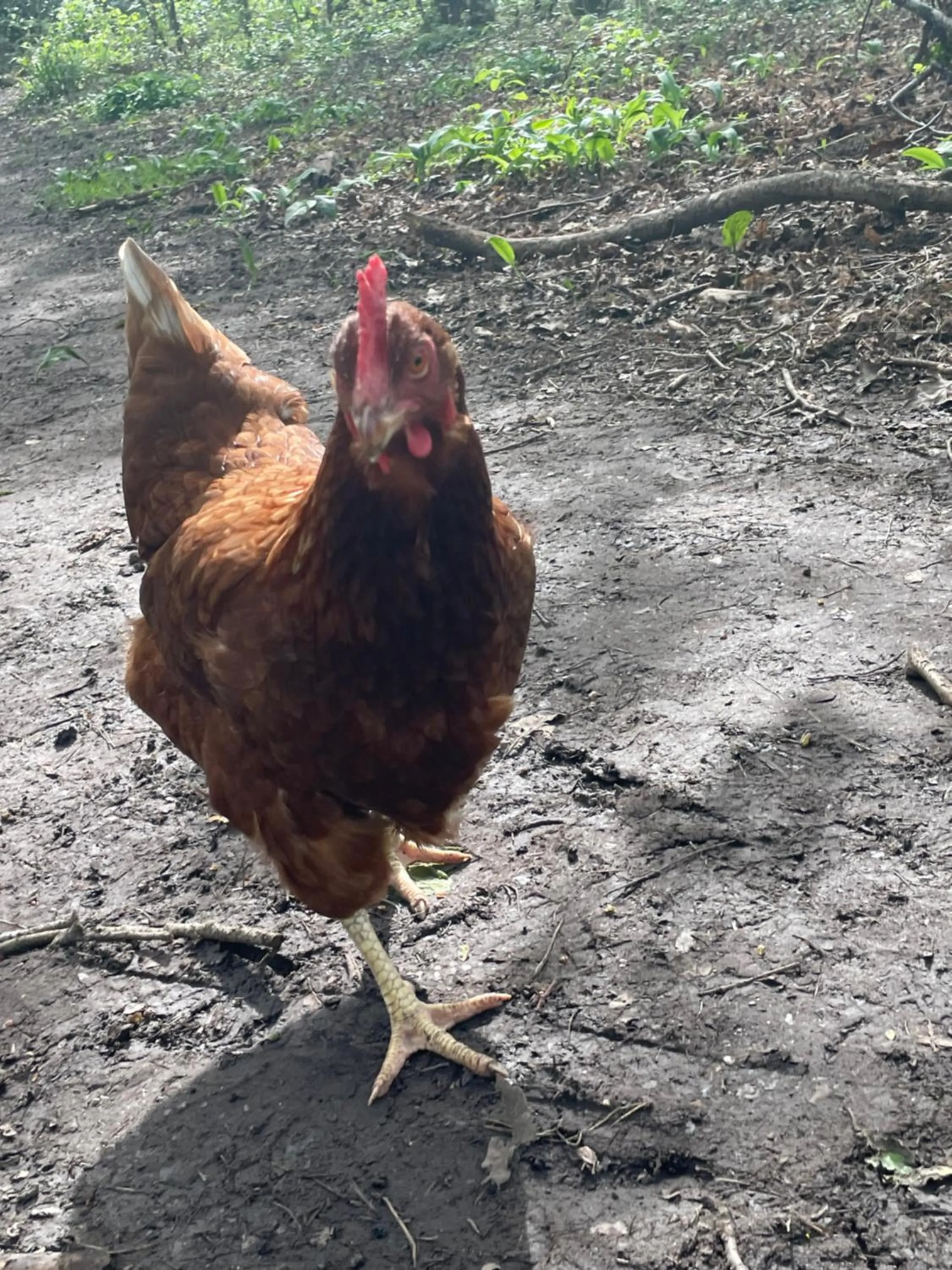Animals in Hollington Park Glamping