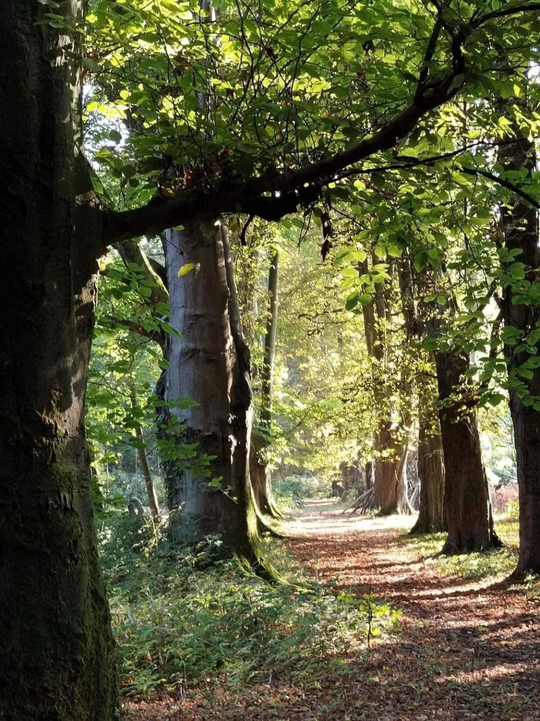 Hollington Park Glamping