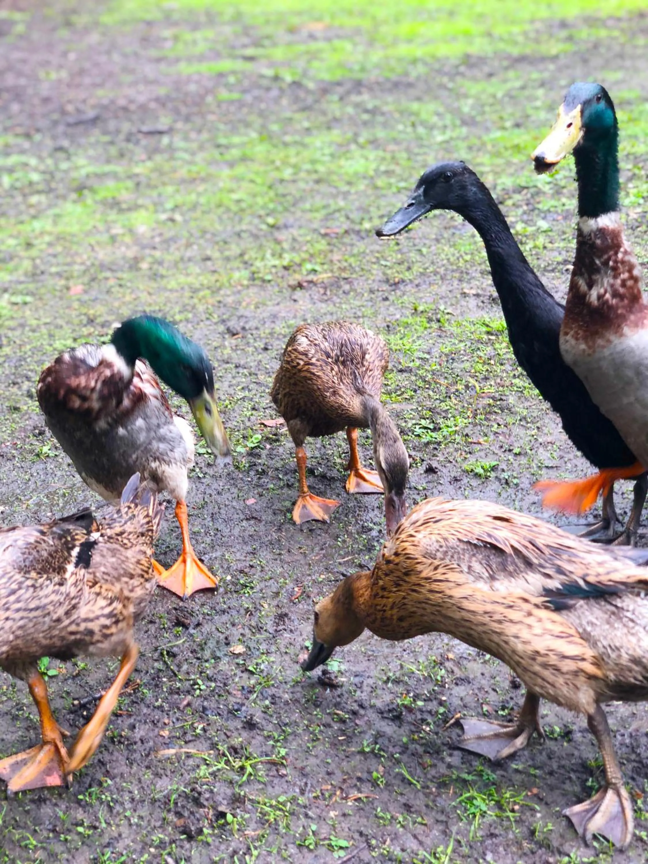 Animals in Hollington Park Glamping