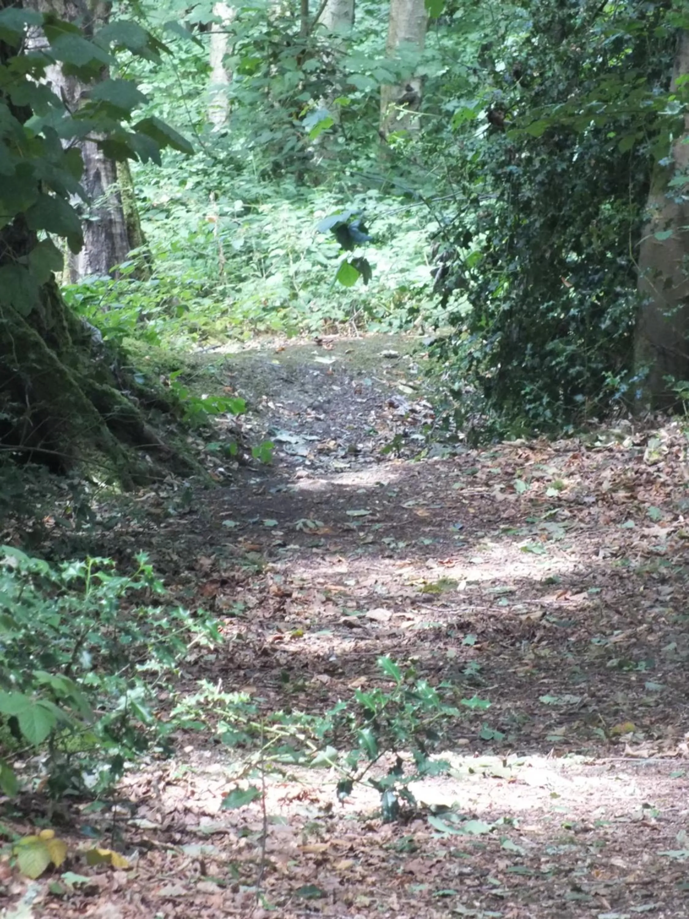 Natural landscape in Hollington Park Glamping
