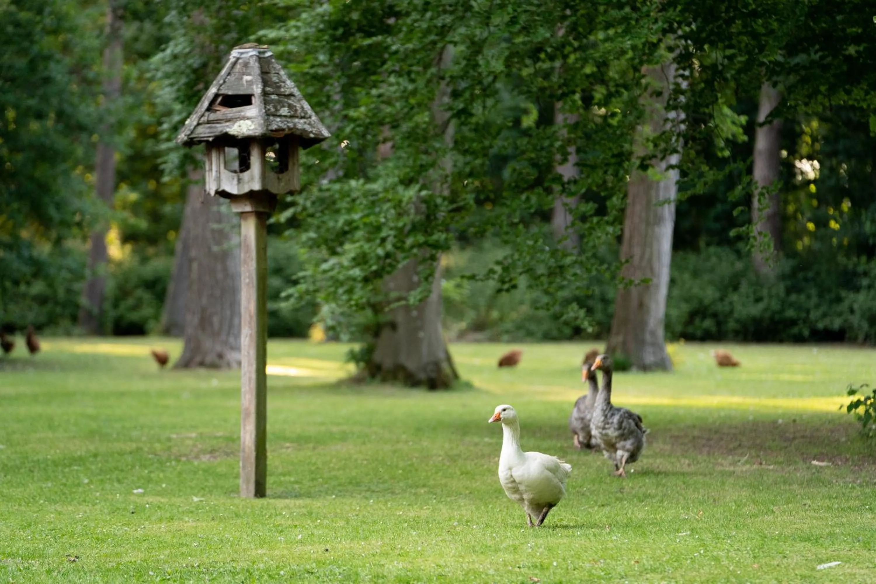Hollington Park Glamping