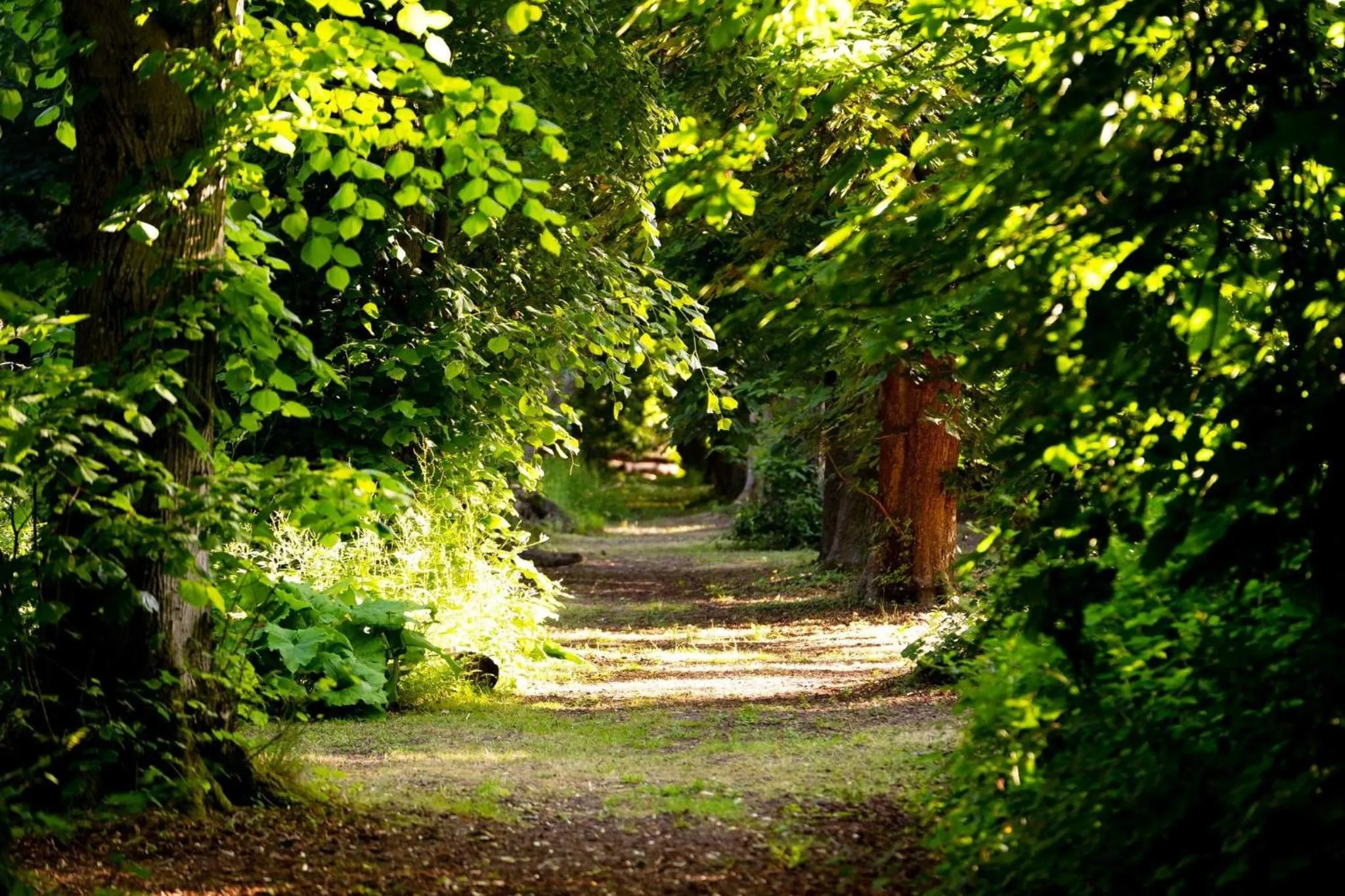 Natural landscape in Hollington Park Glamping